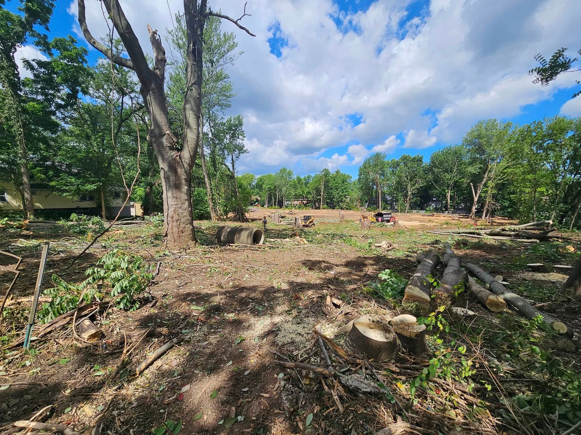 A landscape with a large tree in the foreground and a cleared, wooded area behind it under a blue sky with clouds.