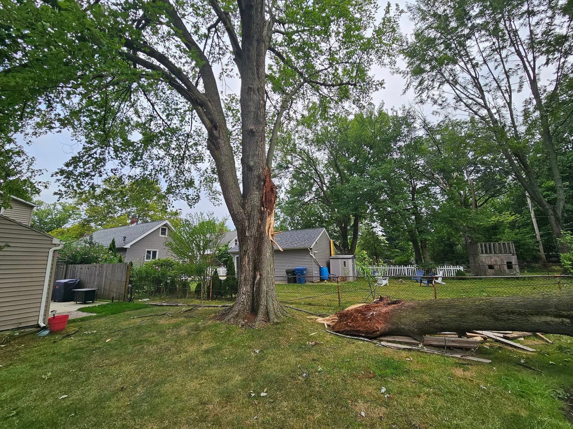 A large tree stands in a residential backyard with a major limb broken off and lying on the grass.