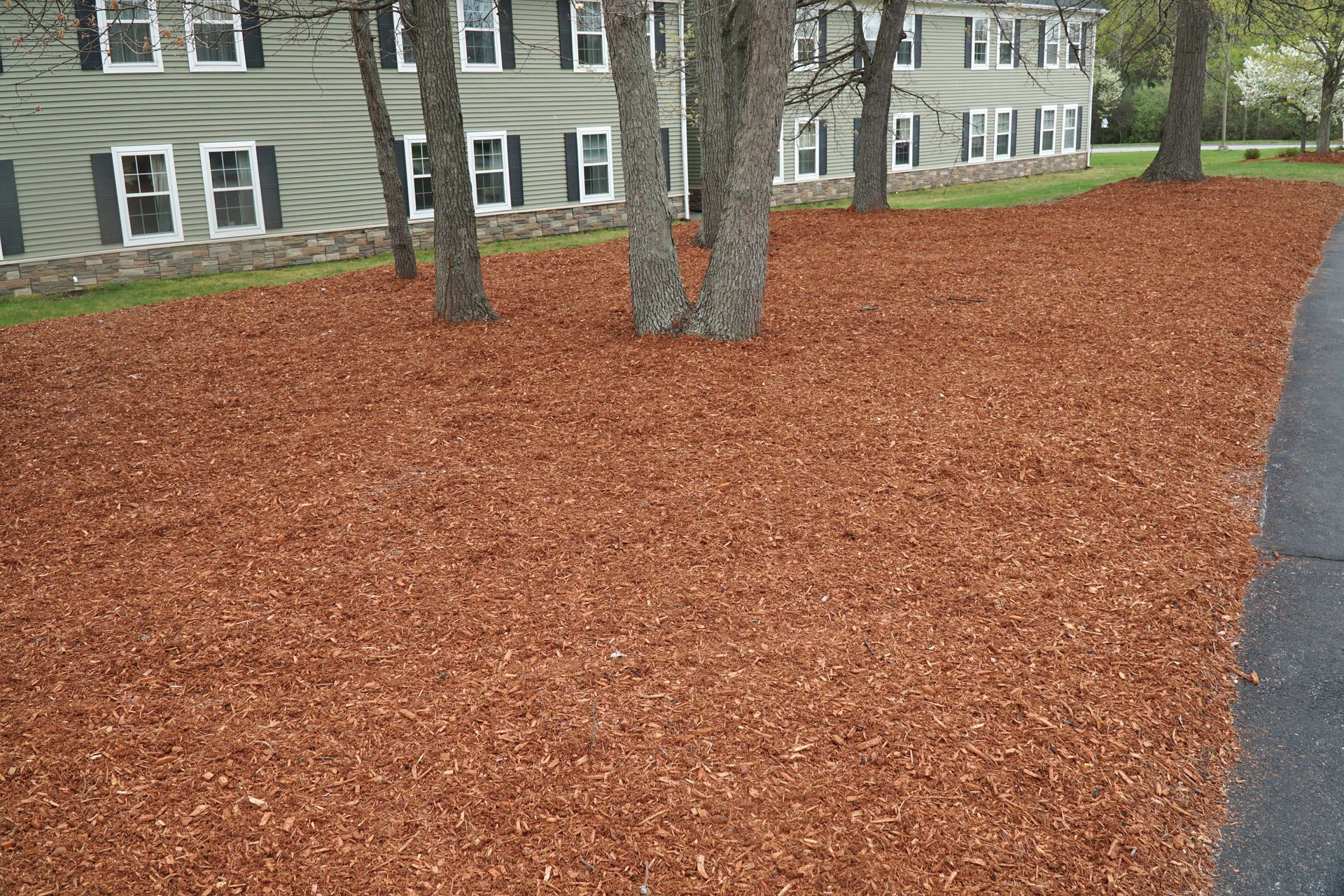 An expanse of fresh, reddish-brown wood mulch covering the ground beneath trees in front of a multi-story building.