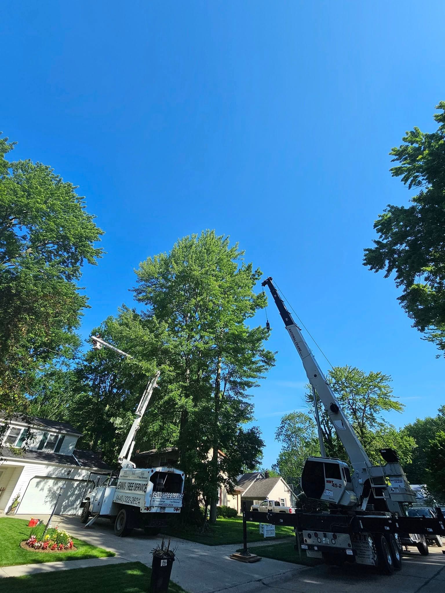 dennis-tree-service-and-landscaping