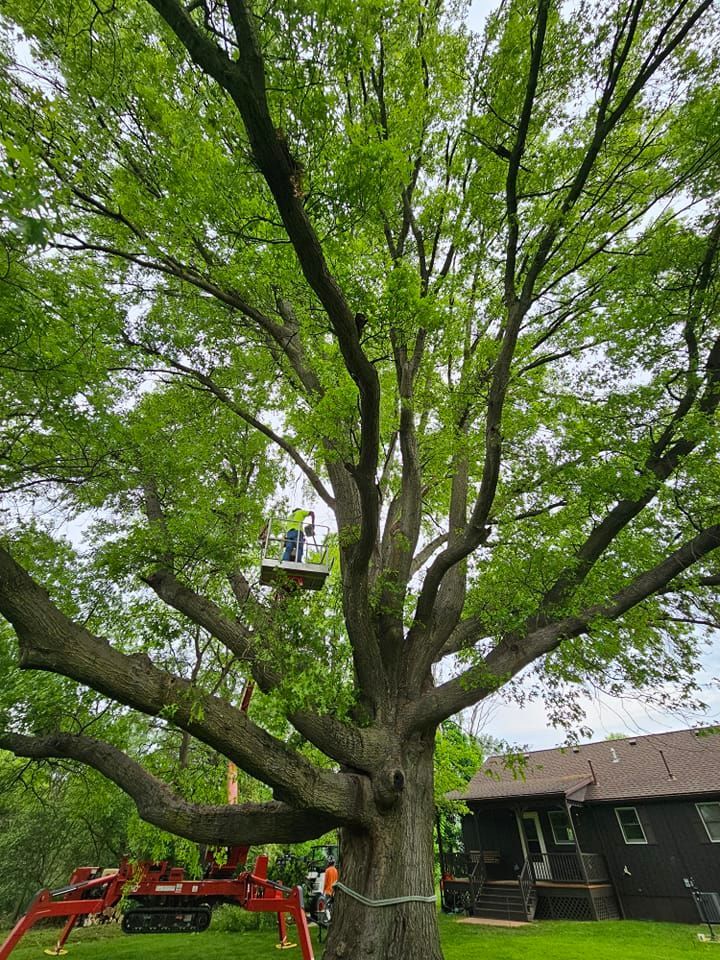 tree-care-pruning-and-health-services-content-02