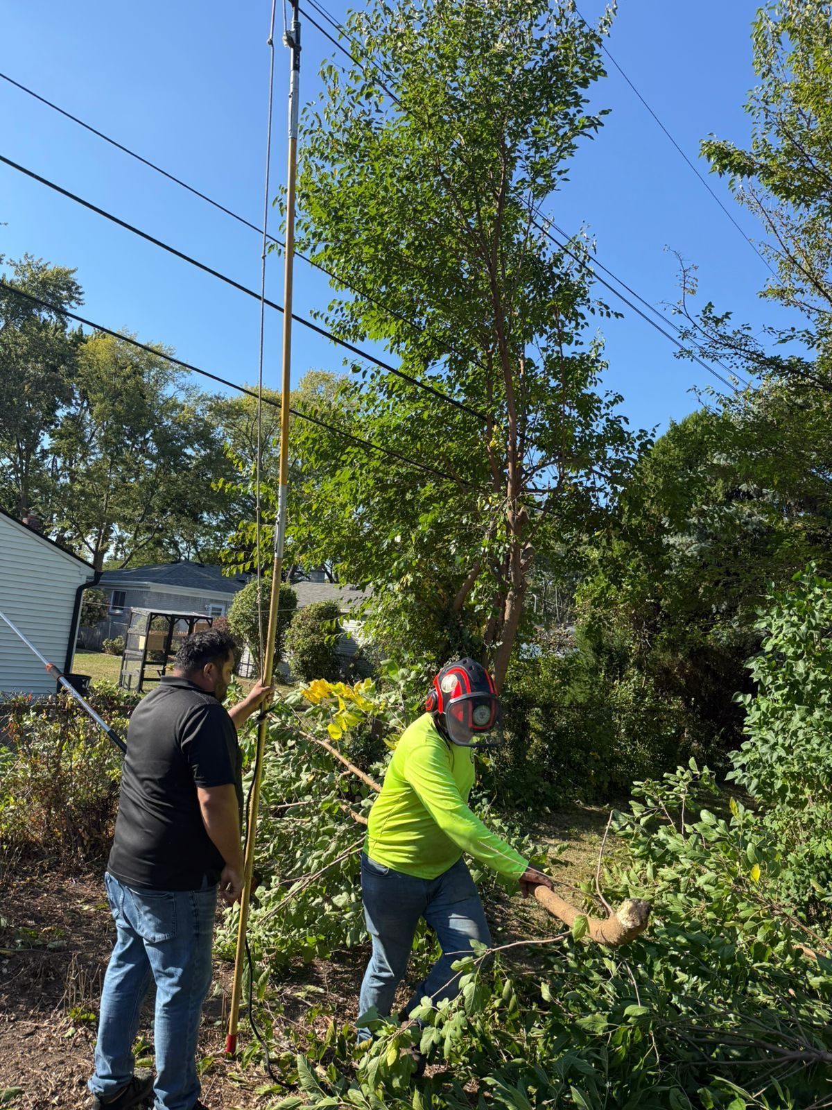 Two workers use long poles to trim branches under overhead power lines on a sunny day.