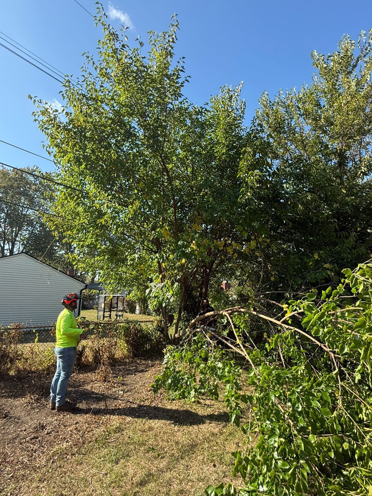 A person wearing high-visibility gear stands near a tree that has recently had some of its branches trimmed.