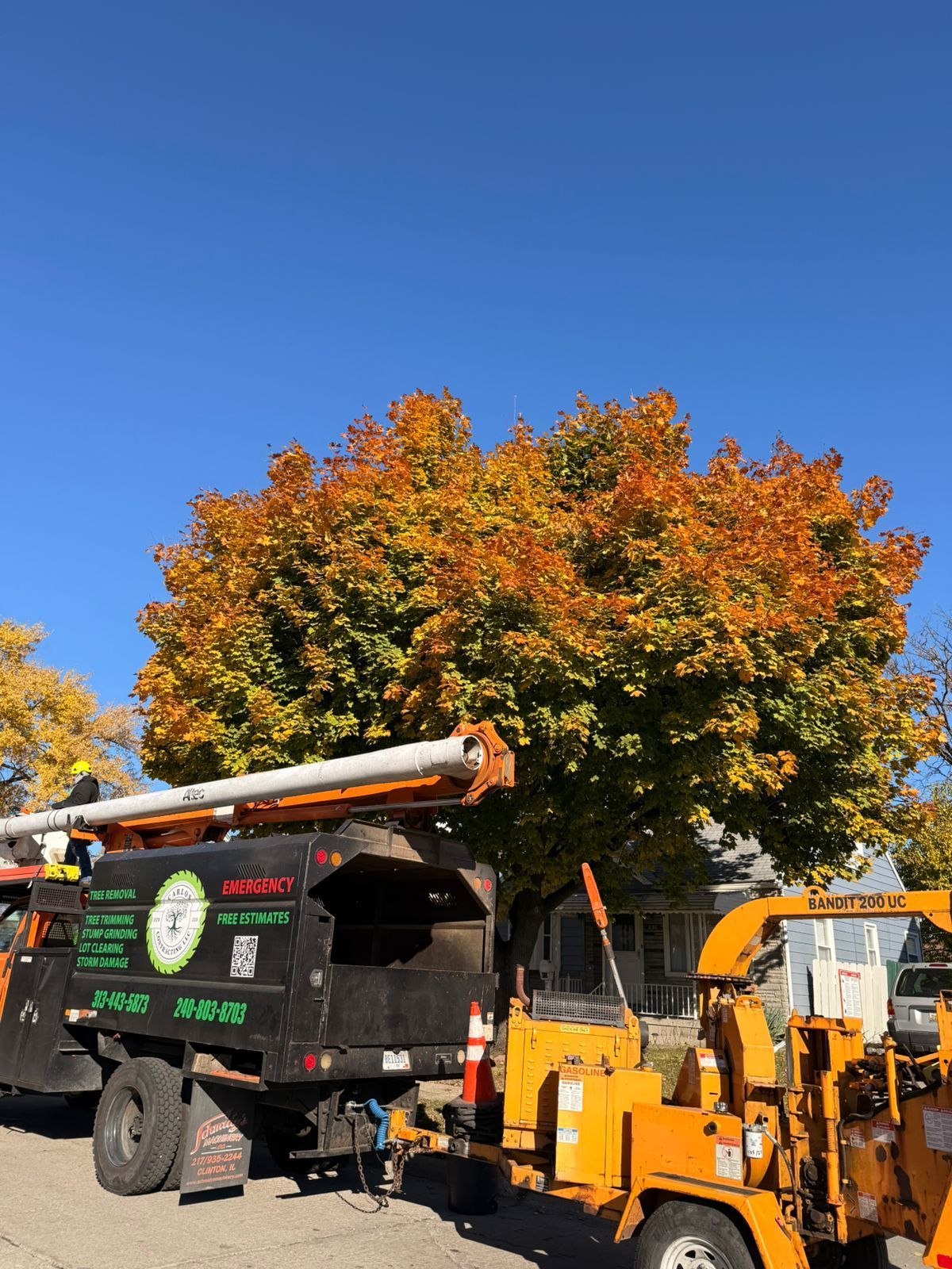 A tree service truck and a wood chipper parked on a street in front of a tree with vibrant orange and green autumn foliage.