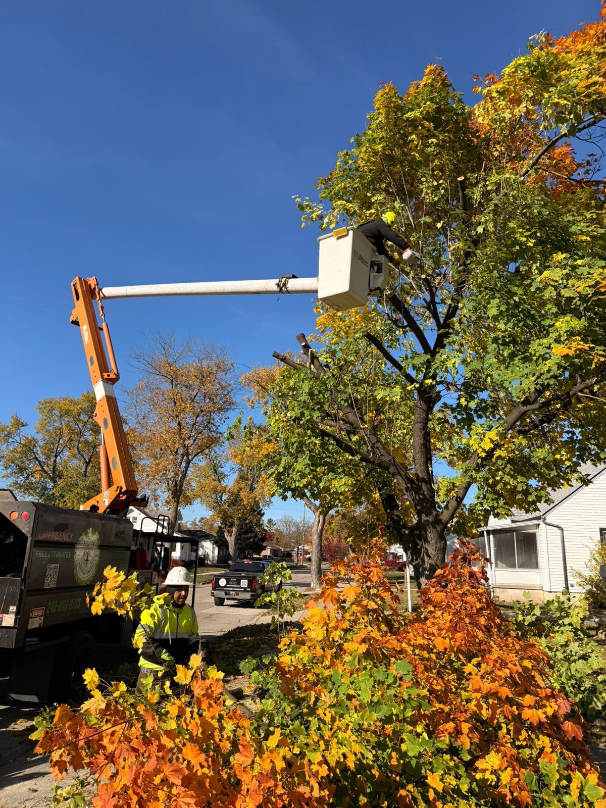 A worker in a high-visibility vest operates a bucket truck to trim branches from an autumn tree under a clear blue sky.