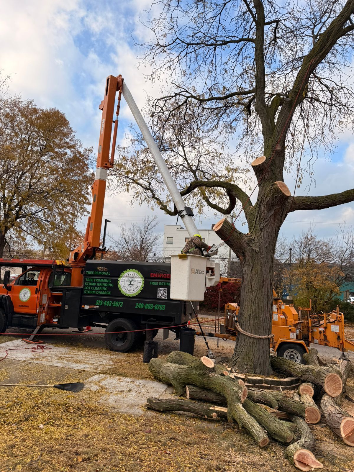 An orange bucket truck parked by a tree with pruned branches, with a worker in the raised basket trimming the tree.