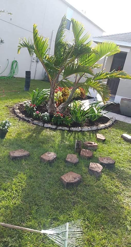 Palm tree in a garden bed surrounded by a brick border. Stepping stones lead to the bed.