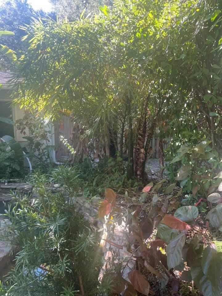 Lush garden with bamboo, diverse foliage, and sunlight shining through the leaves.