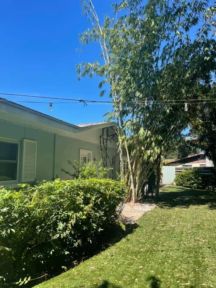House exterior with green paint, bushes, bamboo, and clear blue sky.