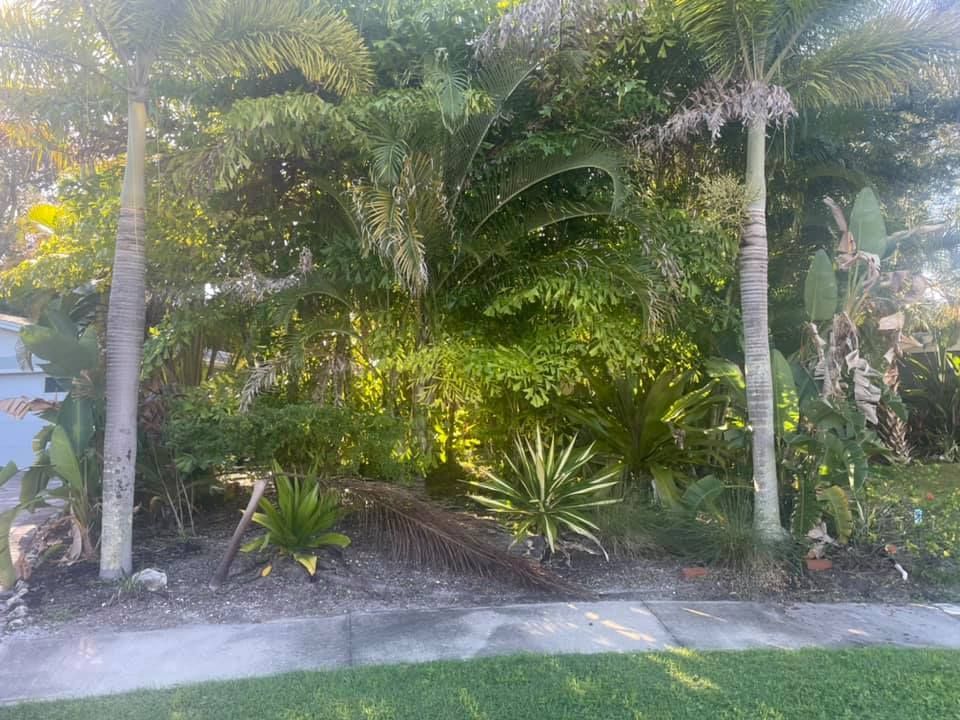 Lush tropical landscaping with palm trees and various green plants in front of a sidewalk.