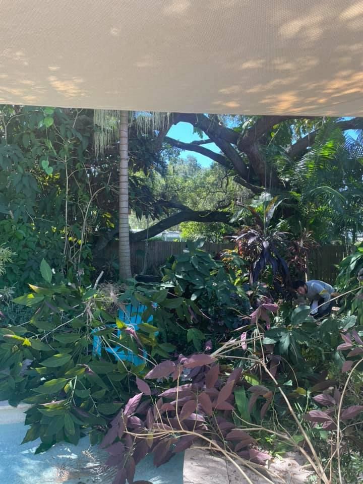 Lush green foliage with a glimpse of a tree and blue sky through it.