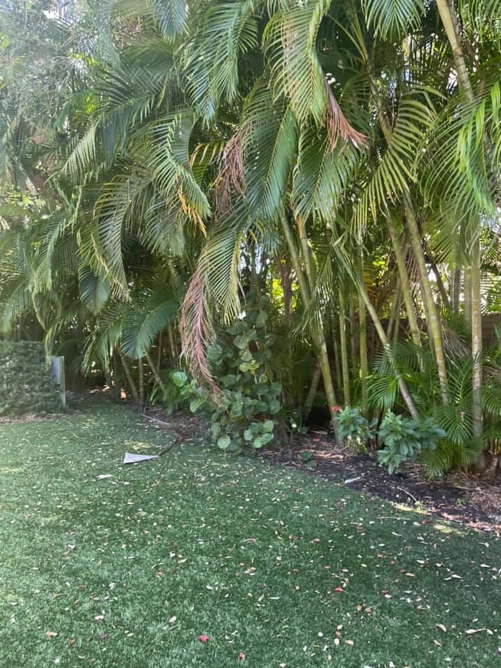 Green lawn with lush tropical plants and palm trees.