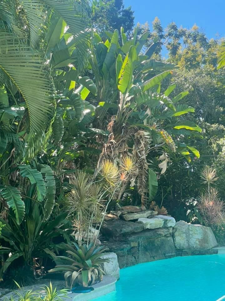 Poolside tropical landscape with Bird of Paradise and lush greenery, bright blue water.