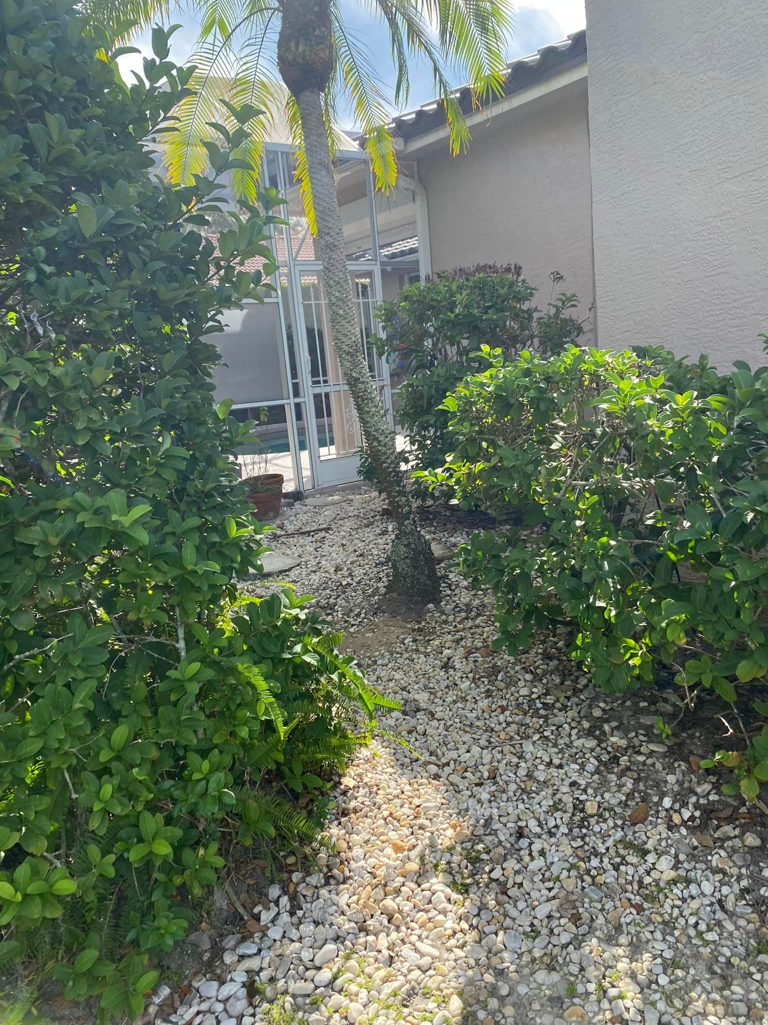 Path with small white rocks between bushes and a building; a palm tree is centered.