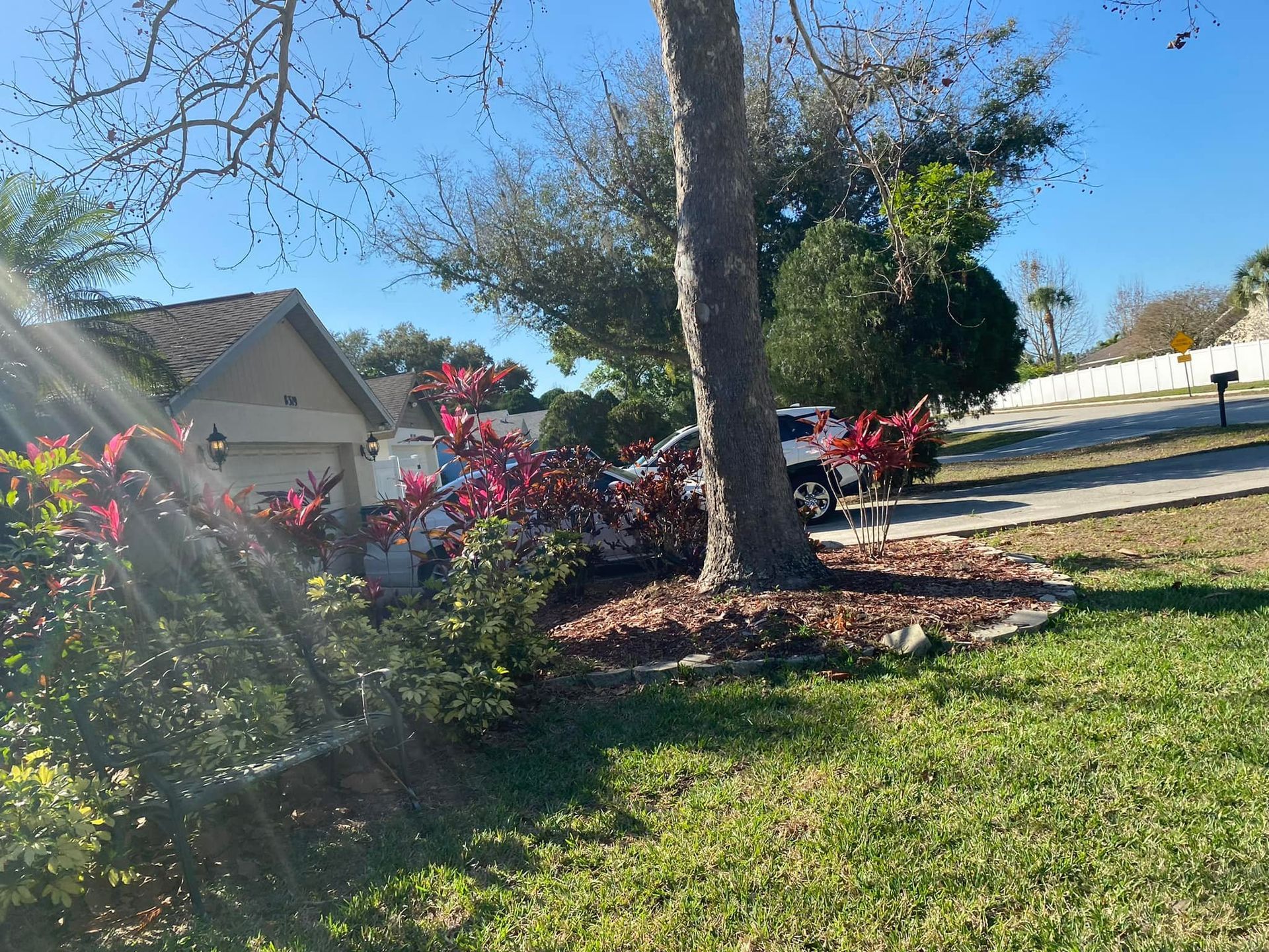Lawn with a tree and colorful bushes in front of a house on a sunny day. A car is parked nearby.
