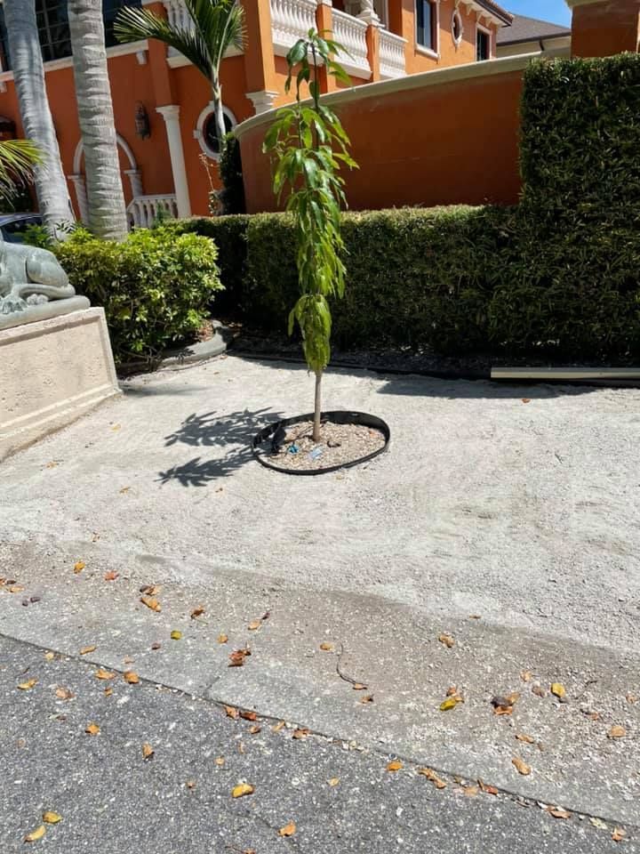Young tree in a circular bed, surrounded by gravel, in front of a hedge and orange building.