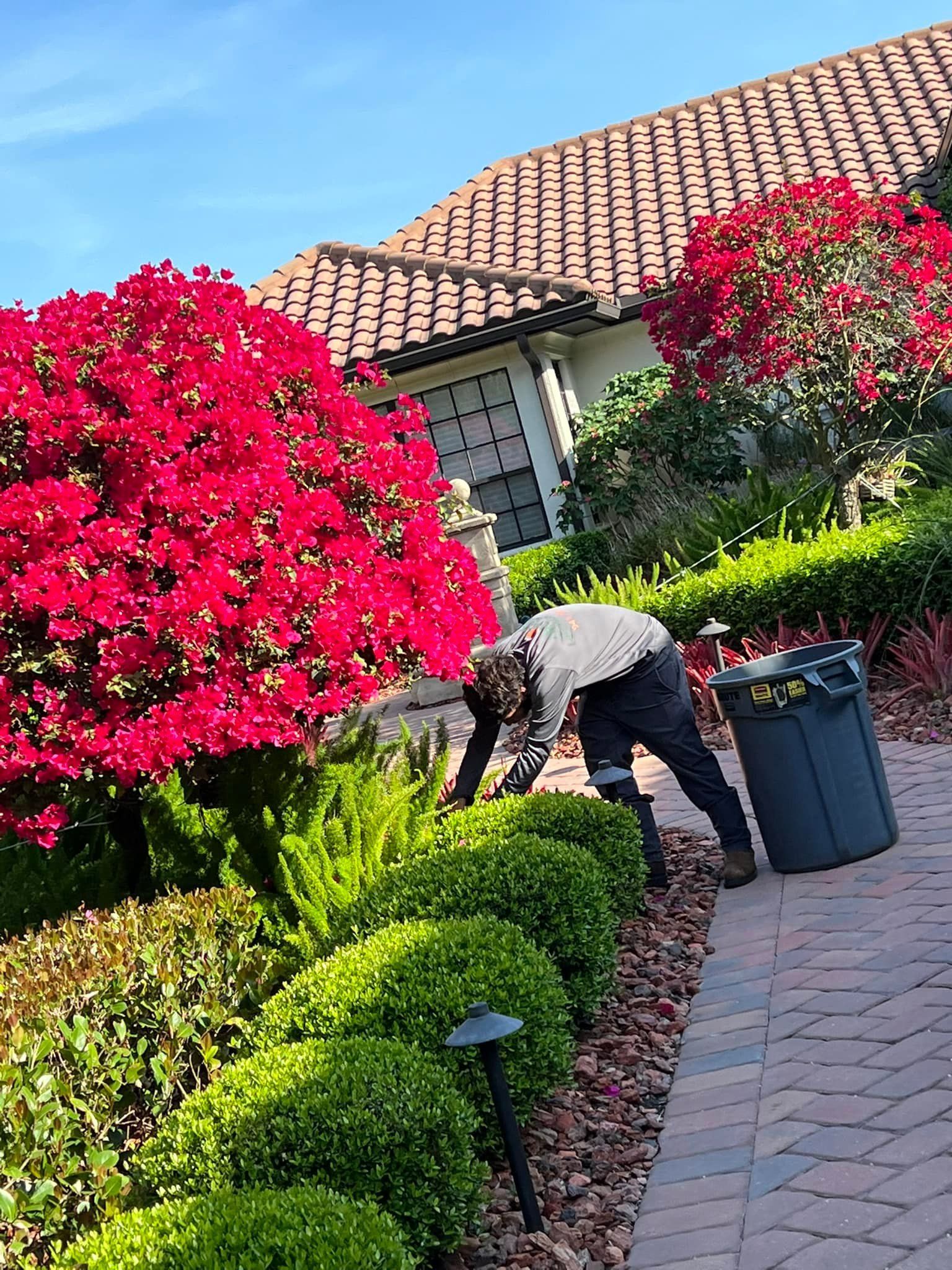 Gardener trimming bushes in a landscaped yard with red flowering trees and a tiled roof house.