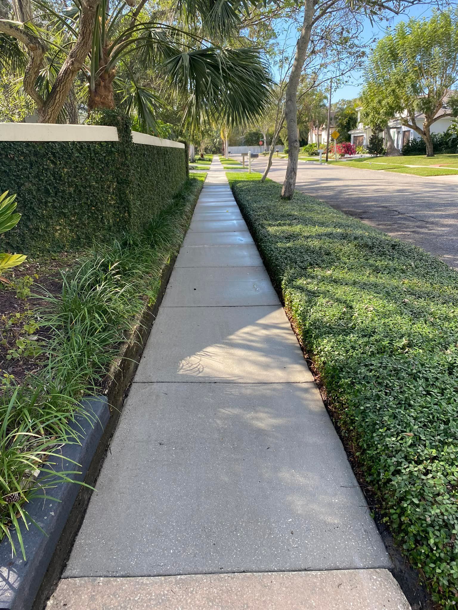 Sidewalk lined with green hedges and small plants, leading towards a residential street.