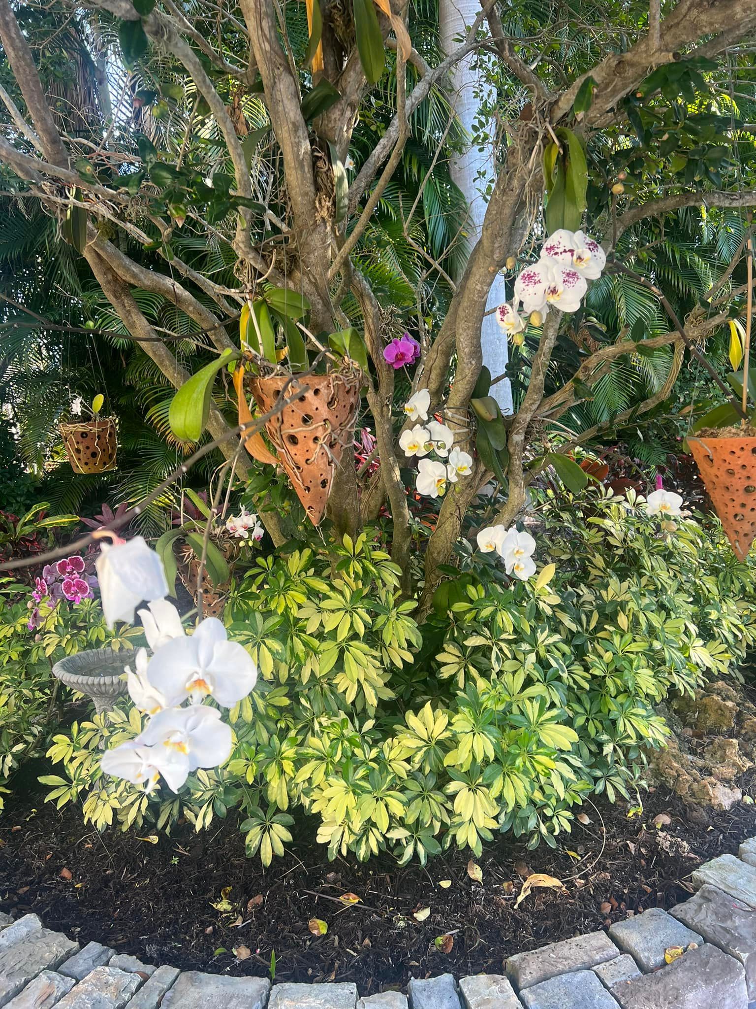 Orchids blooming on a tree trunk, surrounded by green and yellow foliage, with brick border.