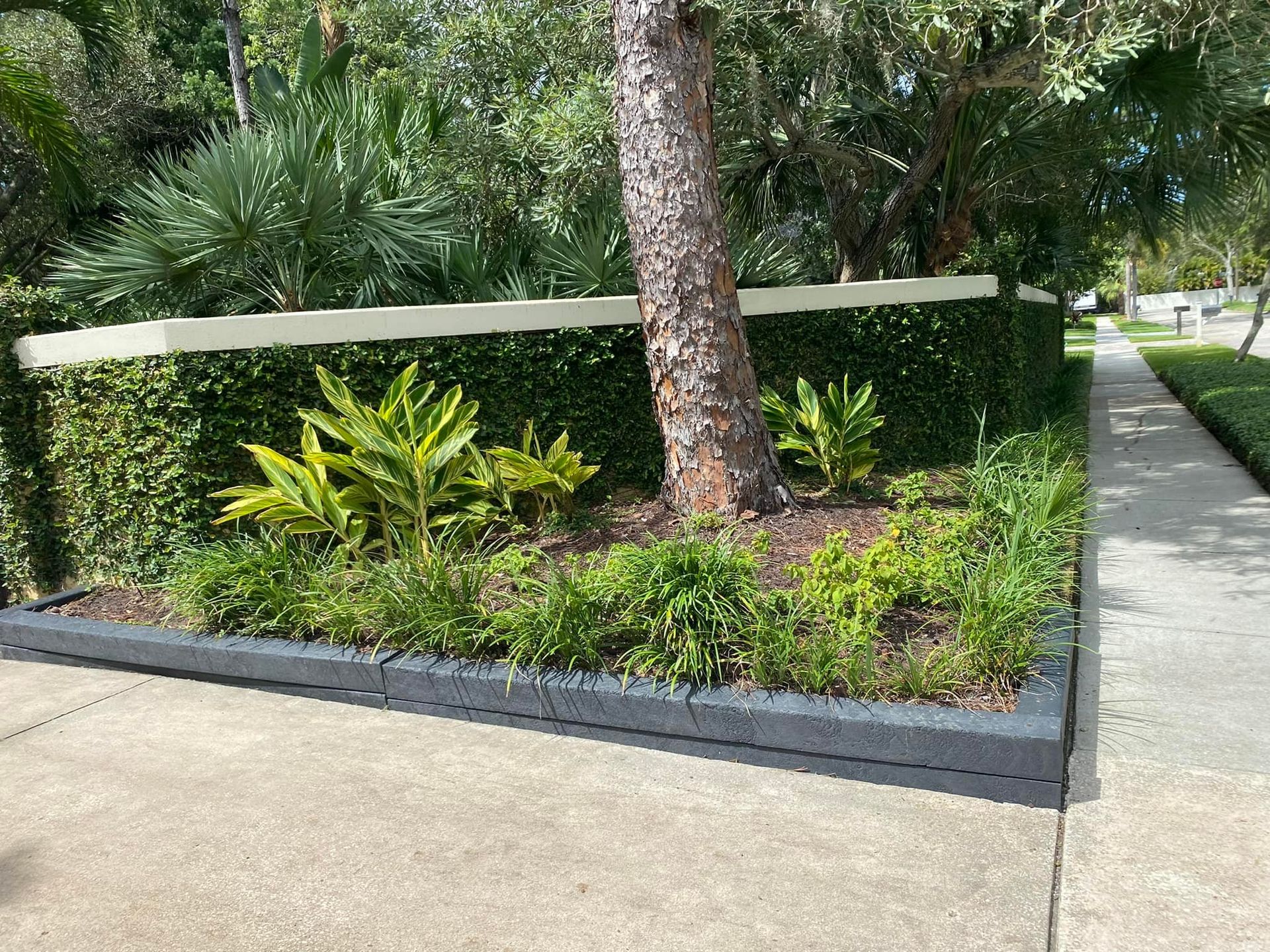 Garden bed with tree, green plants, and ivy-covered wall bordering a sidewalk.