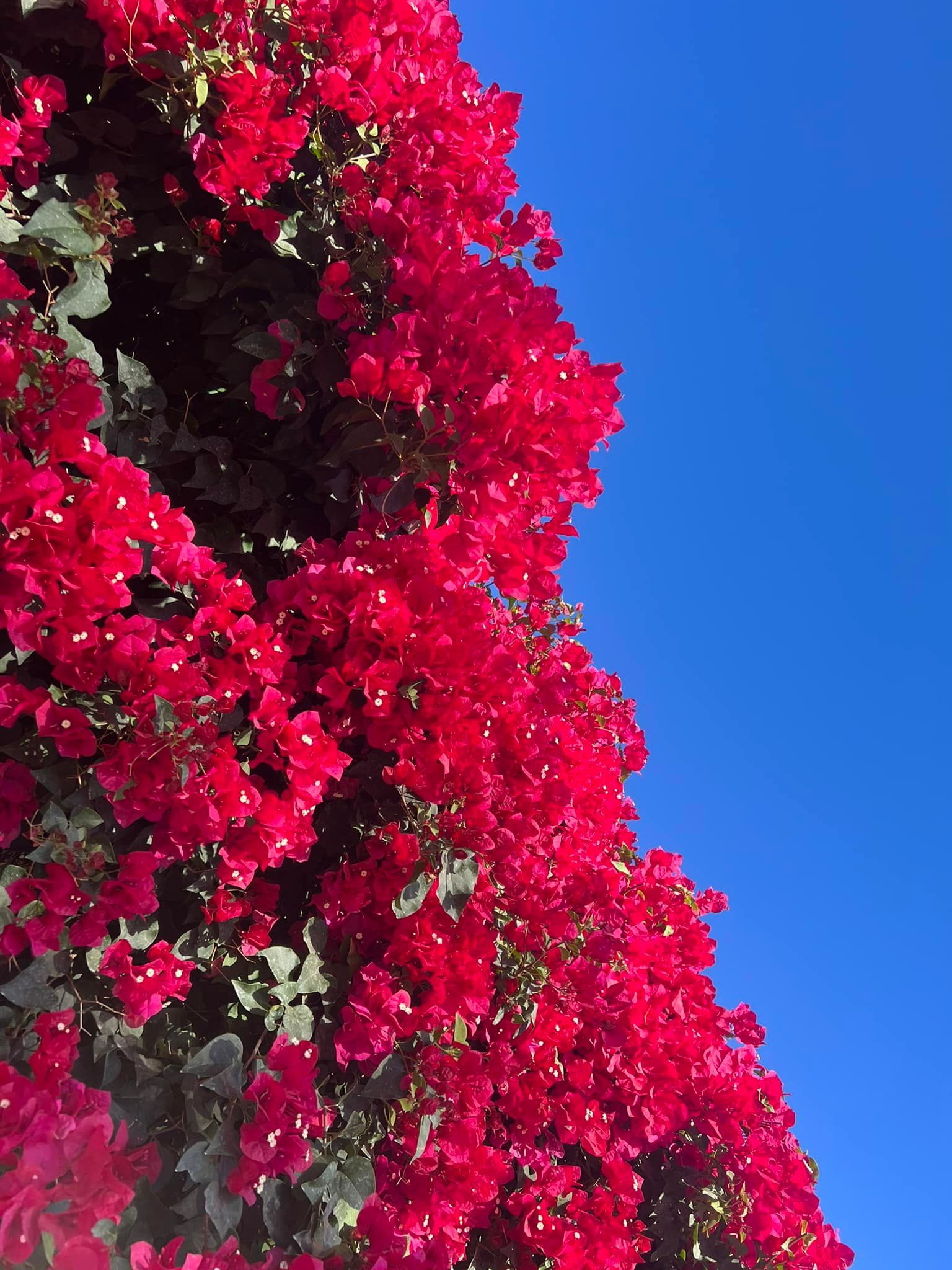 Bright pink bougainvillea flowers against a clear, deep blue sky.