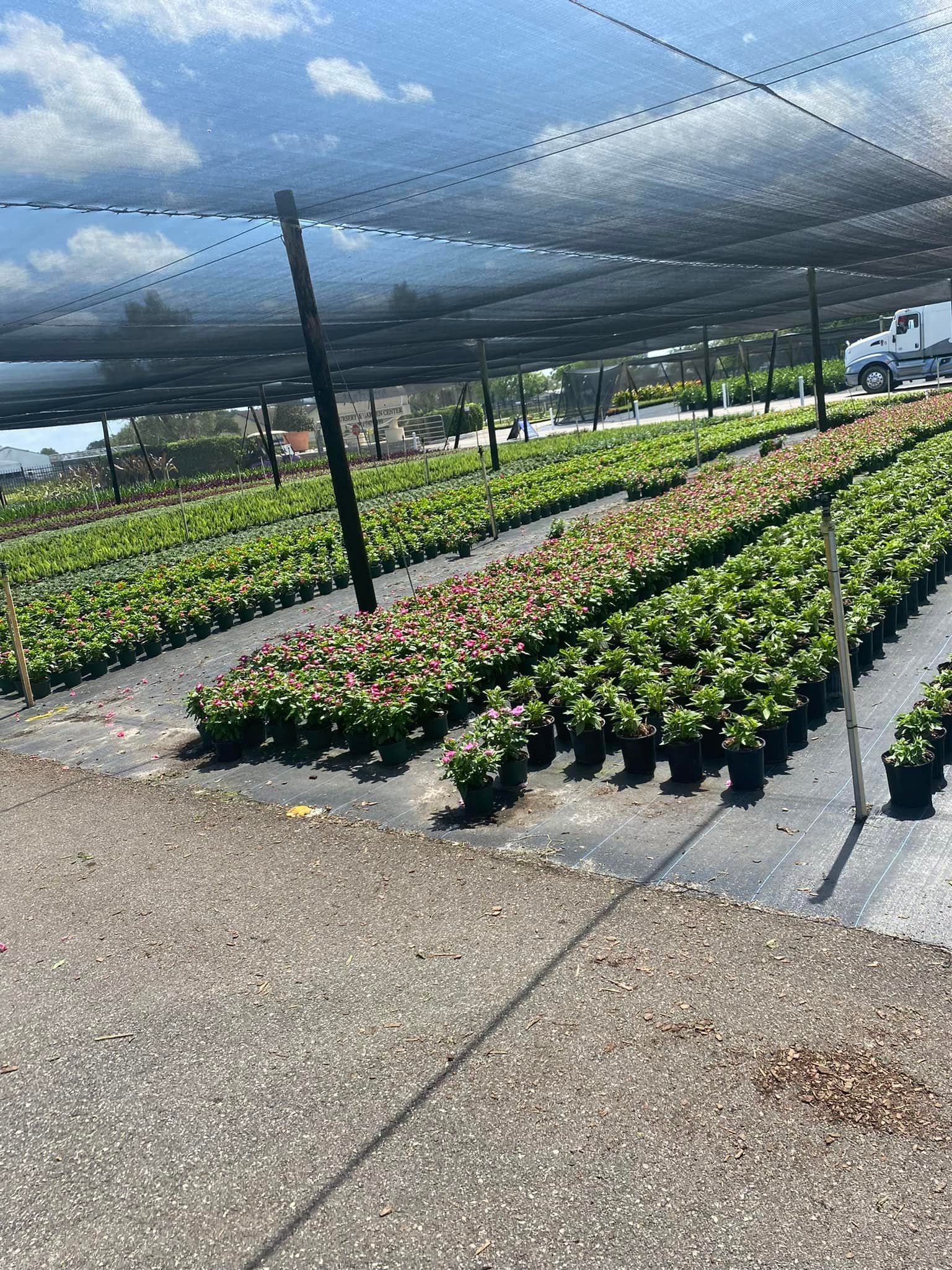Rows of potted plants under black shade cloth at an outdoor nursery.