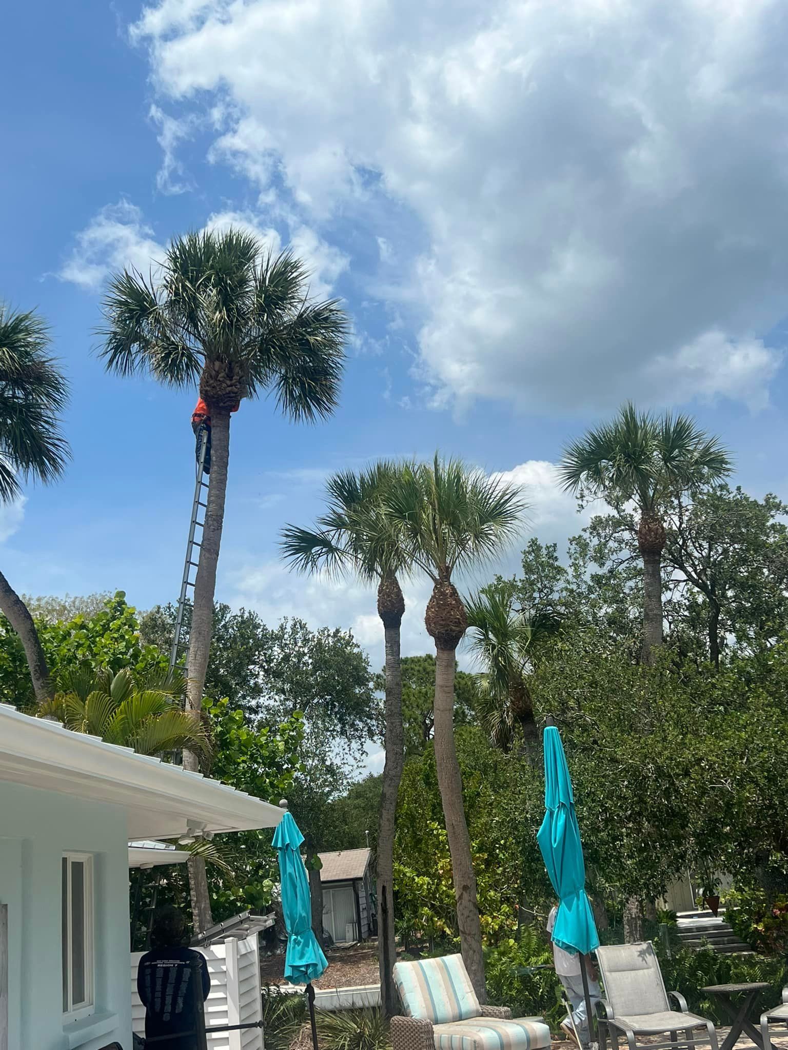 Man on ladder trimming palm tree under blue sky. Other palm trees and patio furniture visible.