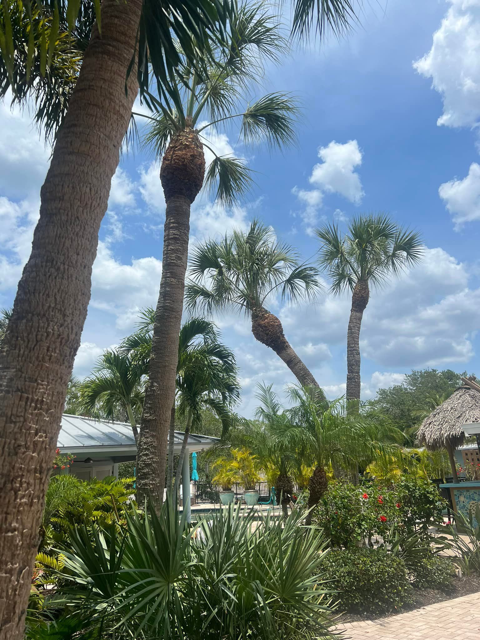 Palm trees frame a sunny scene with a thatched roof structure and blue sky dotted with clouds.