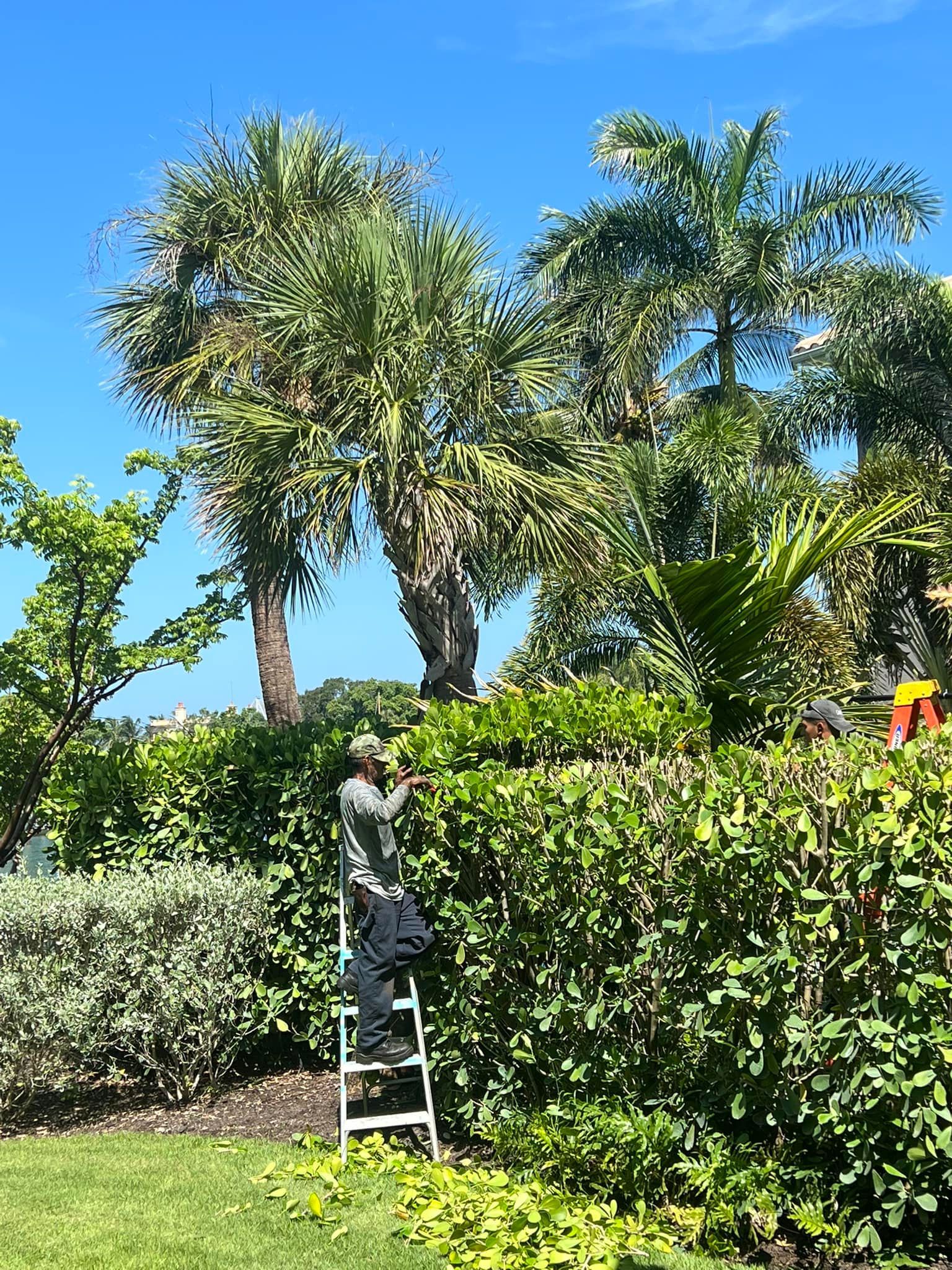 Person on ladder trimming a tall green hedge with palm trees in the background under a blue sky.