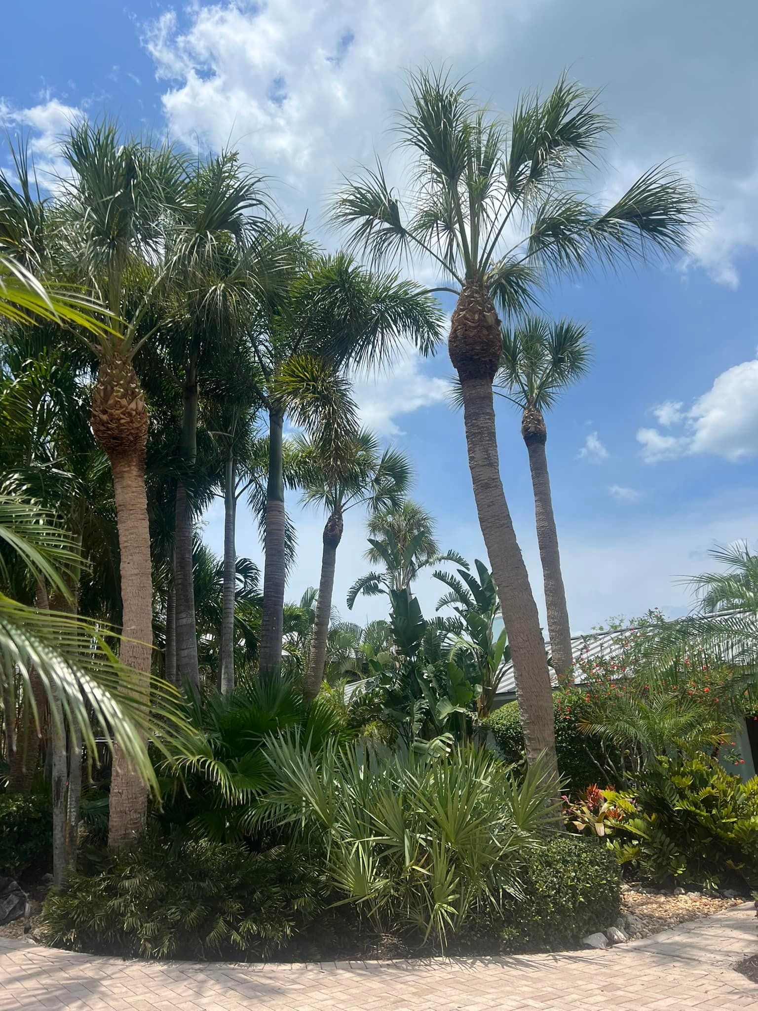Palm trees with brown trunks and green fronds against a partly cloudy blue sky.