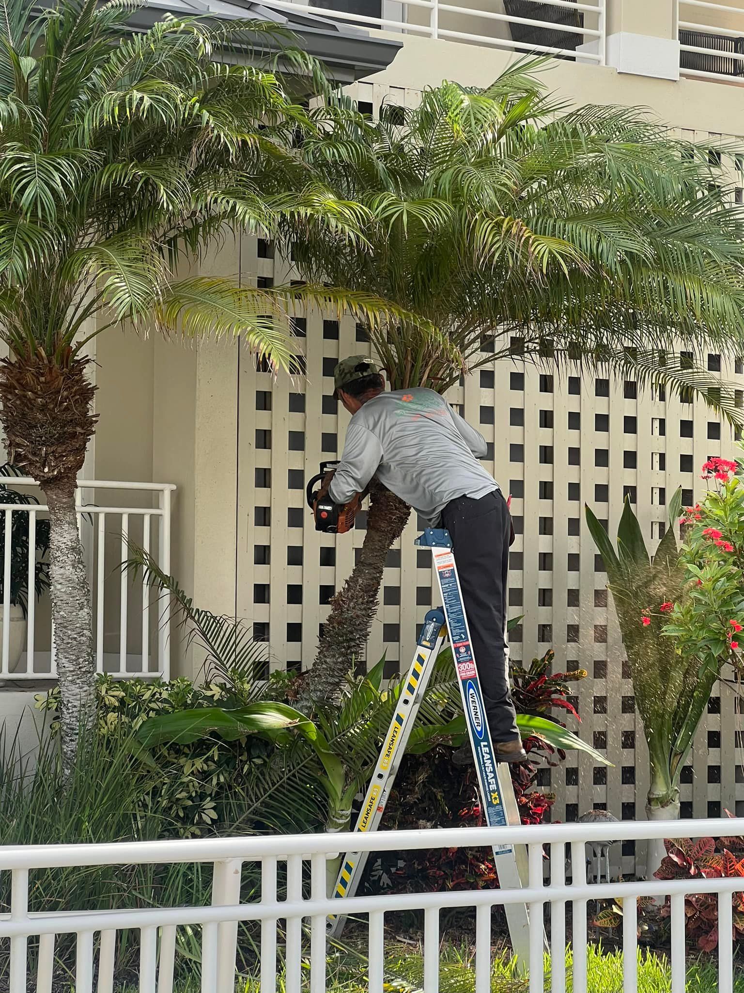 Man on a ladder trims a palm tree with a saw near a white latticework wall.