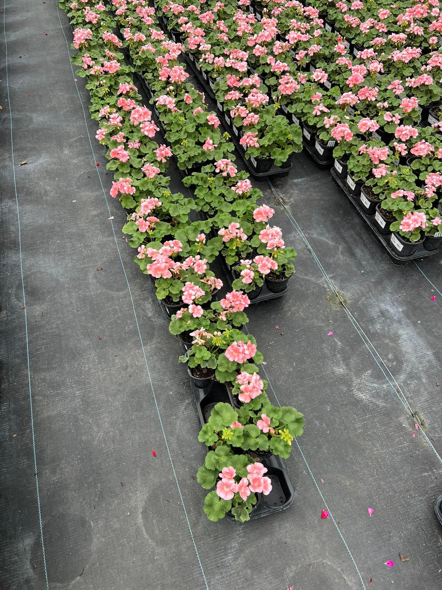 Rows of pink geraniums in black pots on black ground cover.