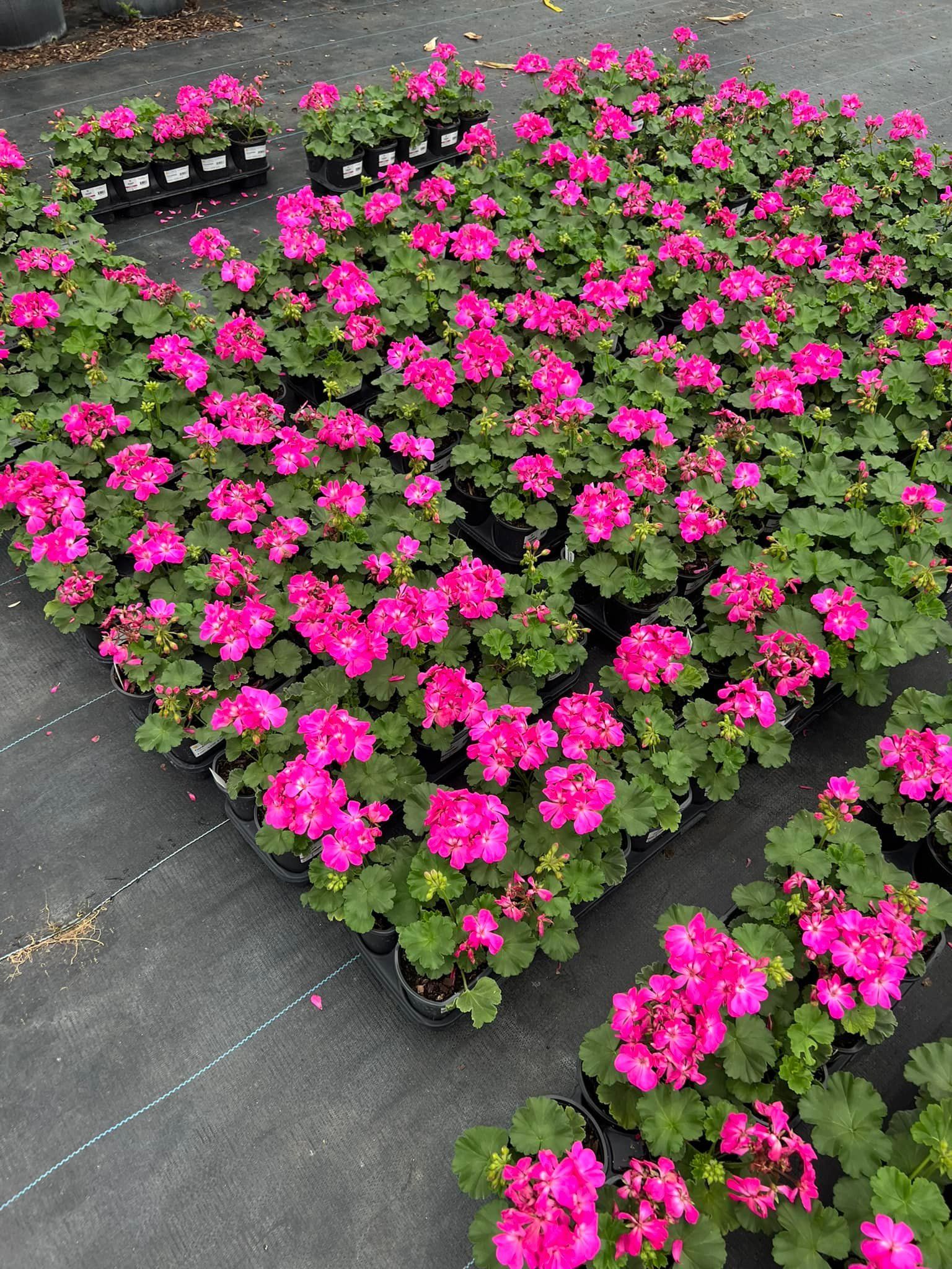 Rows of potted geraniums with vibrant pink flowers and green foliage.