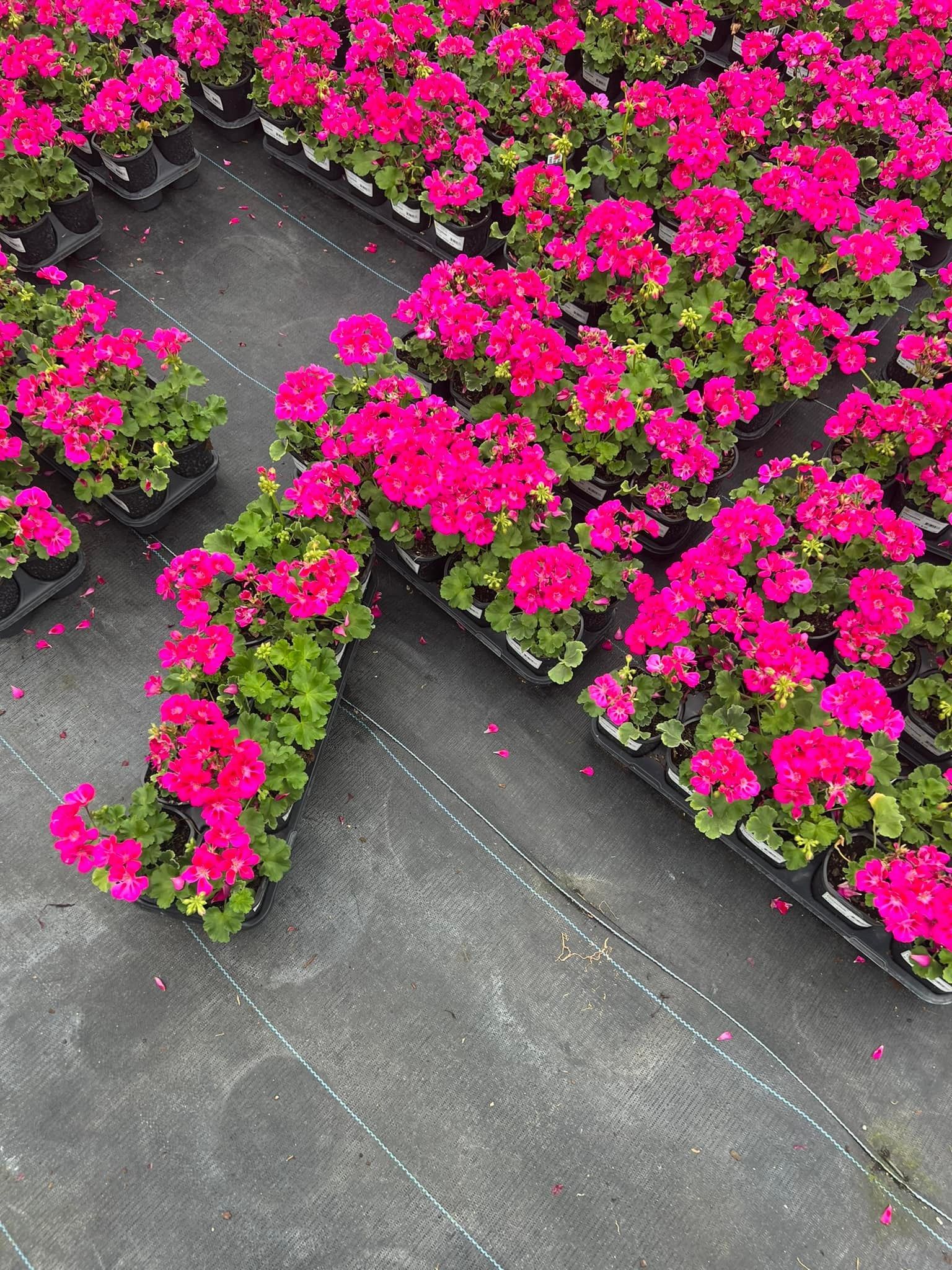 Rows of bright pink geraniums in black pots, on dark ground covering.
