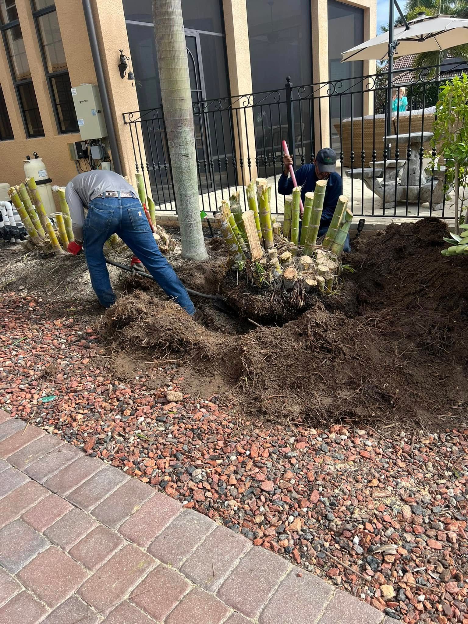 Two people gardening around cacti, in a sunny outdoor setting with reddish mulch.