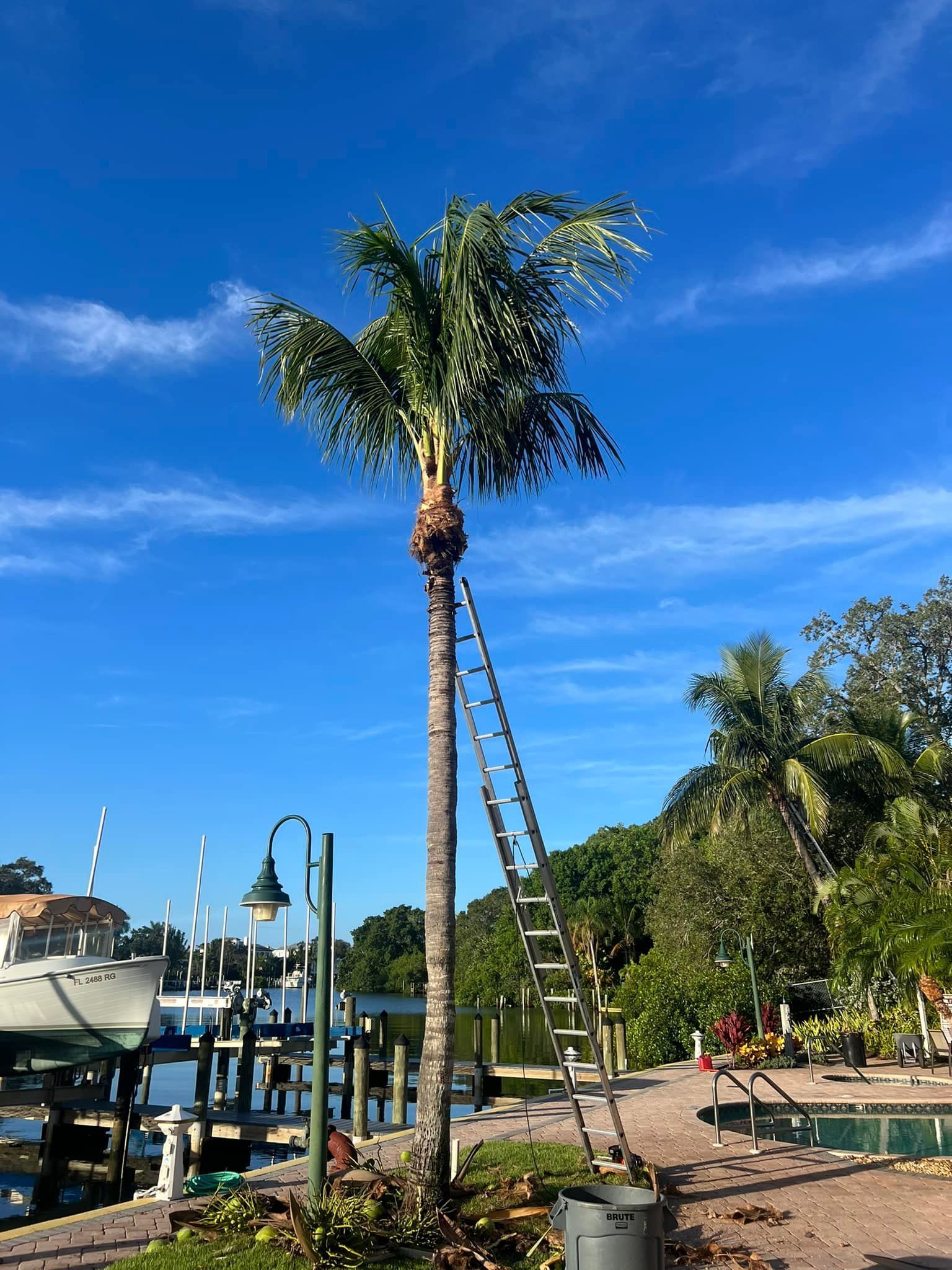 A tall palm tree with a ladder leaning against it, near a dock and water. Bright blue sky.
