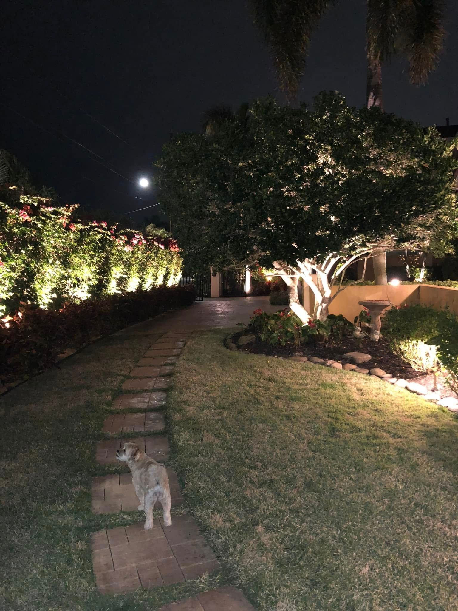 A dog stands on a stone path in a lit garden at night; trees and roses glow.