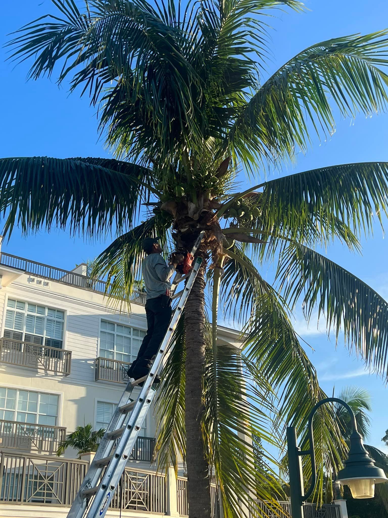 Person on a ladder trimming a palm tree near a building.