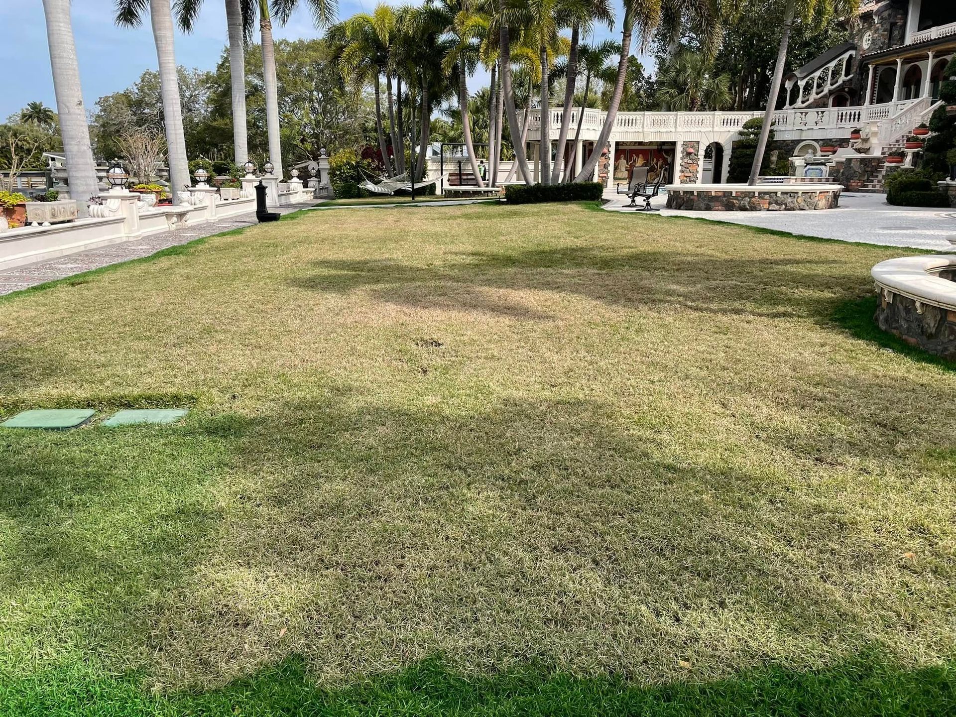 Lawn with patches of brown and green, next to a walkway and a building with columns and palm trees.