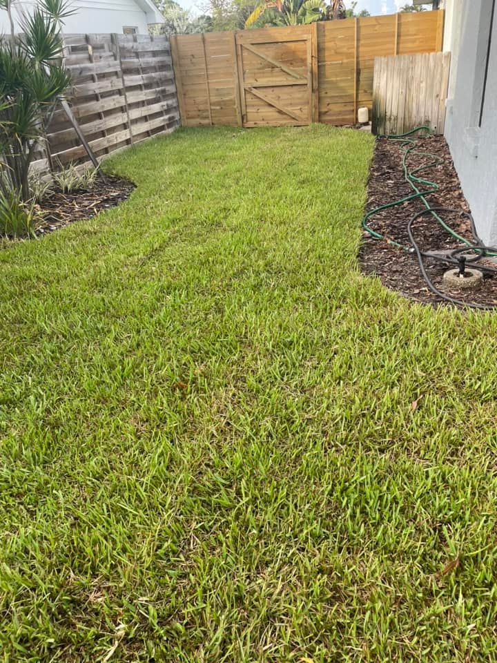 Lush green lawn in a backyard with wooden fences and gate; brown mulch borders the grass.
