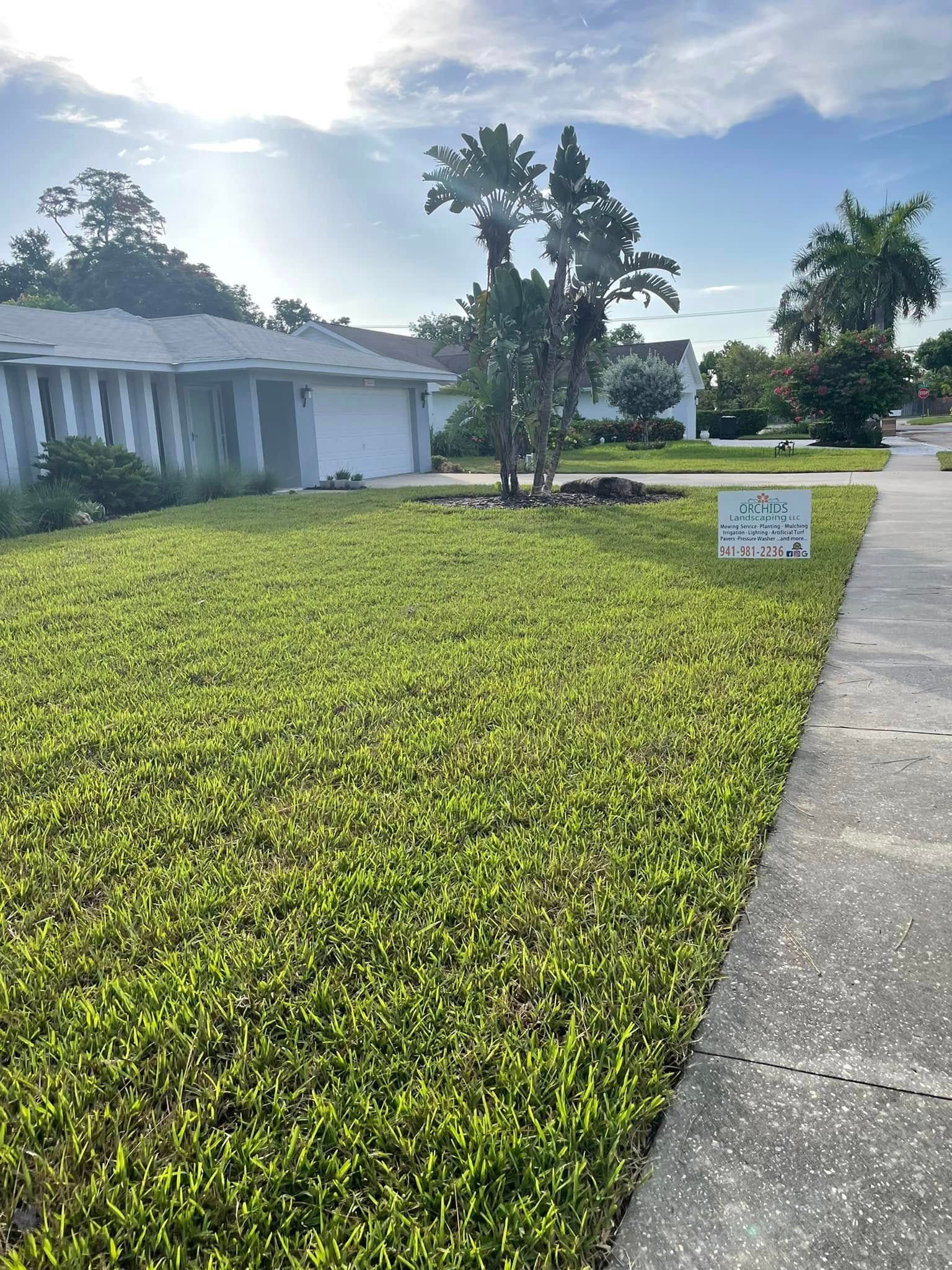 A green lawn with a tree and a sidewalk in front of a house on a sunny day.