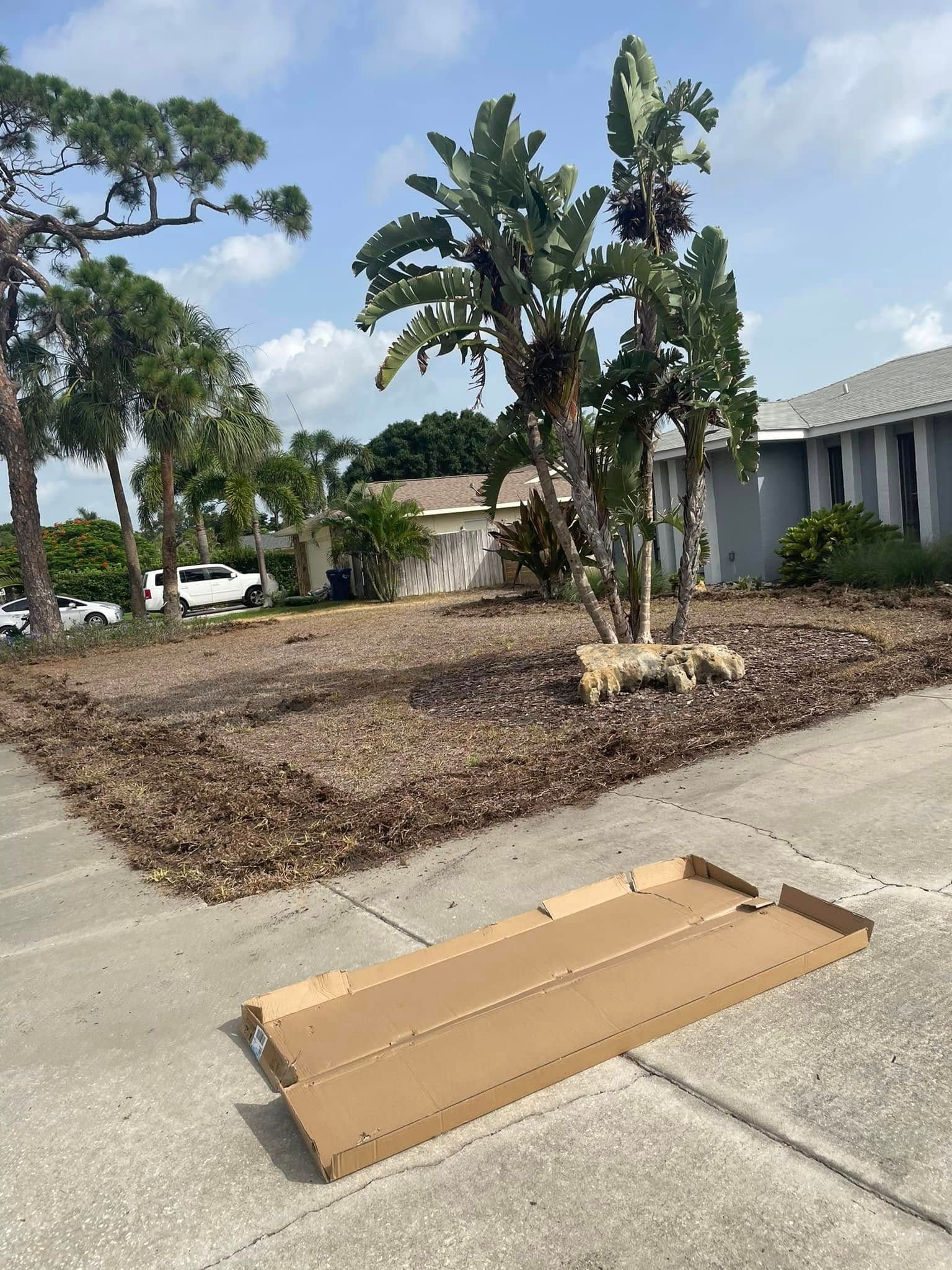 A cardboard box lies on a sidewalk in front of a yard with wood chips and a bird of paradise plant.
