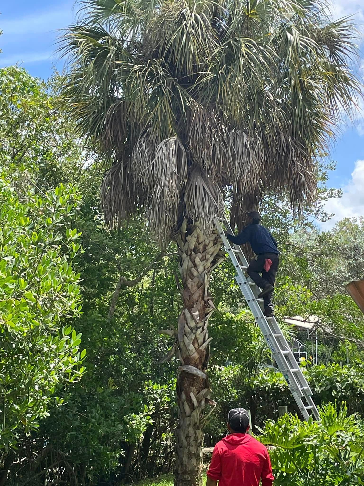 Two people trimming a tall palm tree; one on a ladder, other at base.