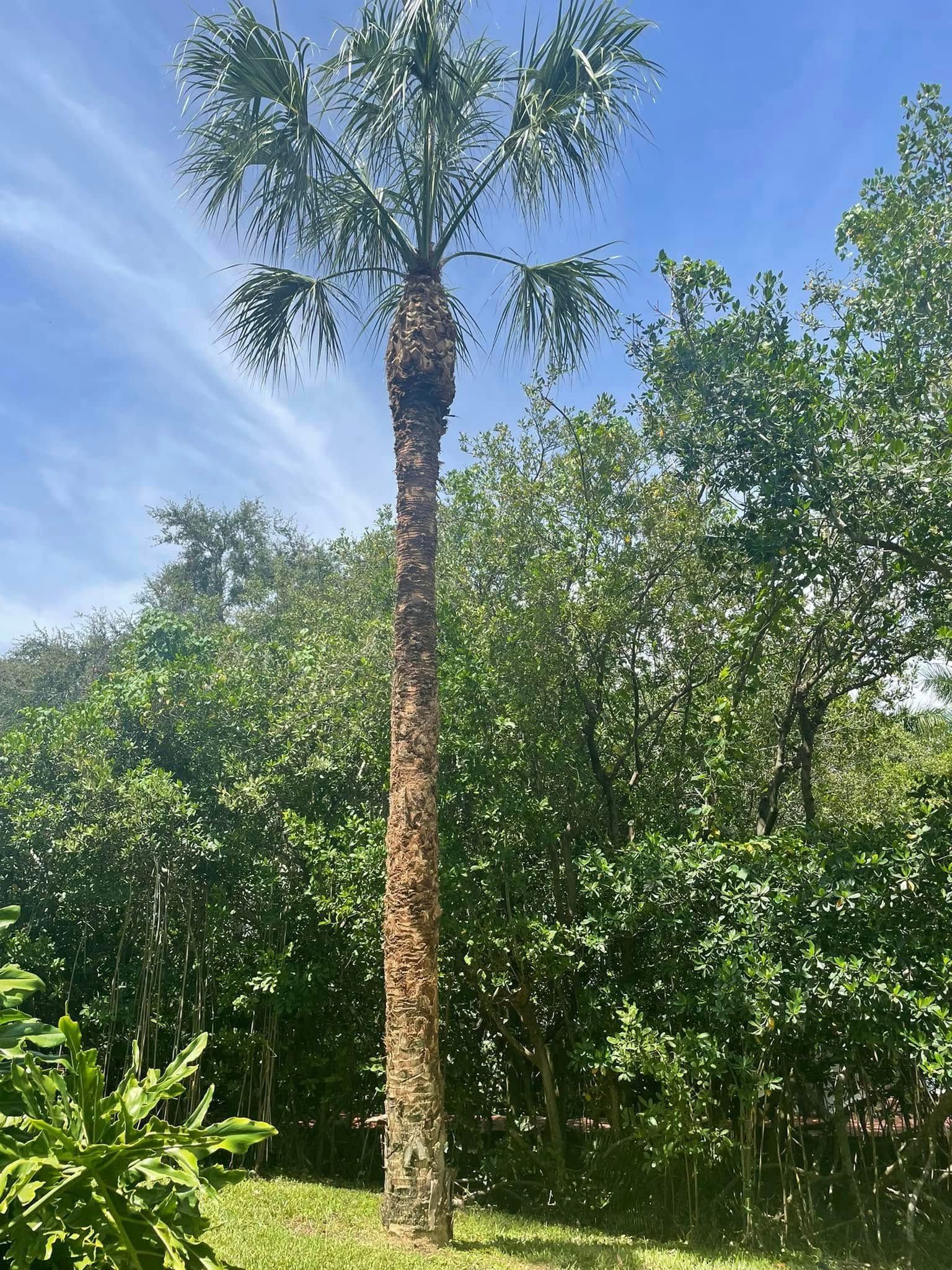 Tall palm tree with fan-shaped fronds and rough trunk, set against green foliage and a blue sky.