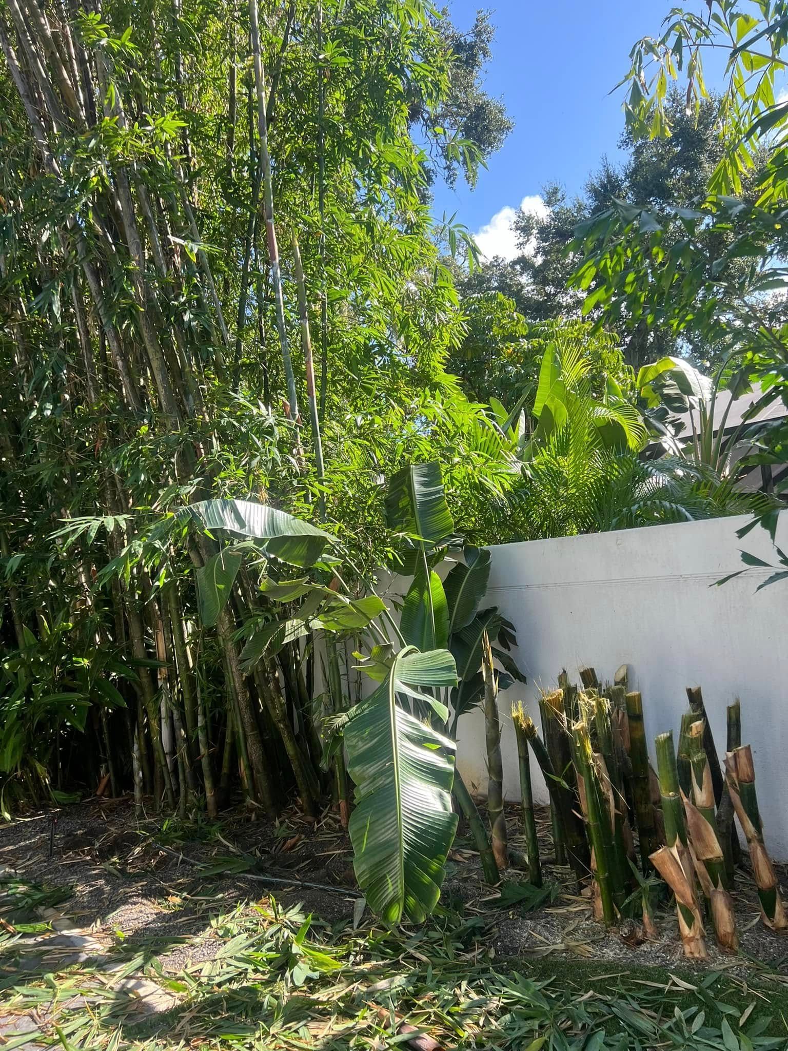 A tall, textured cactus and trimmed stalks stand before a white wall, shaded by trees and a blue sky.