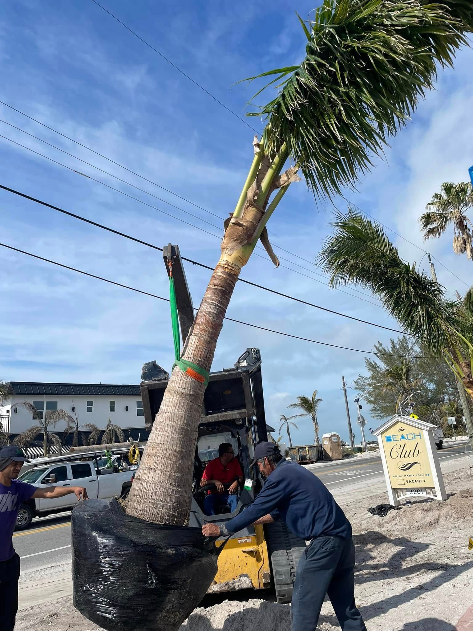 Men planting a palm tree with a skid steer on a sunny day.