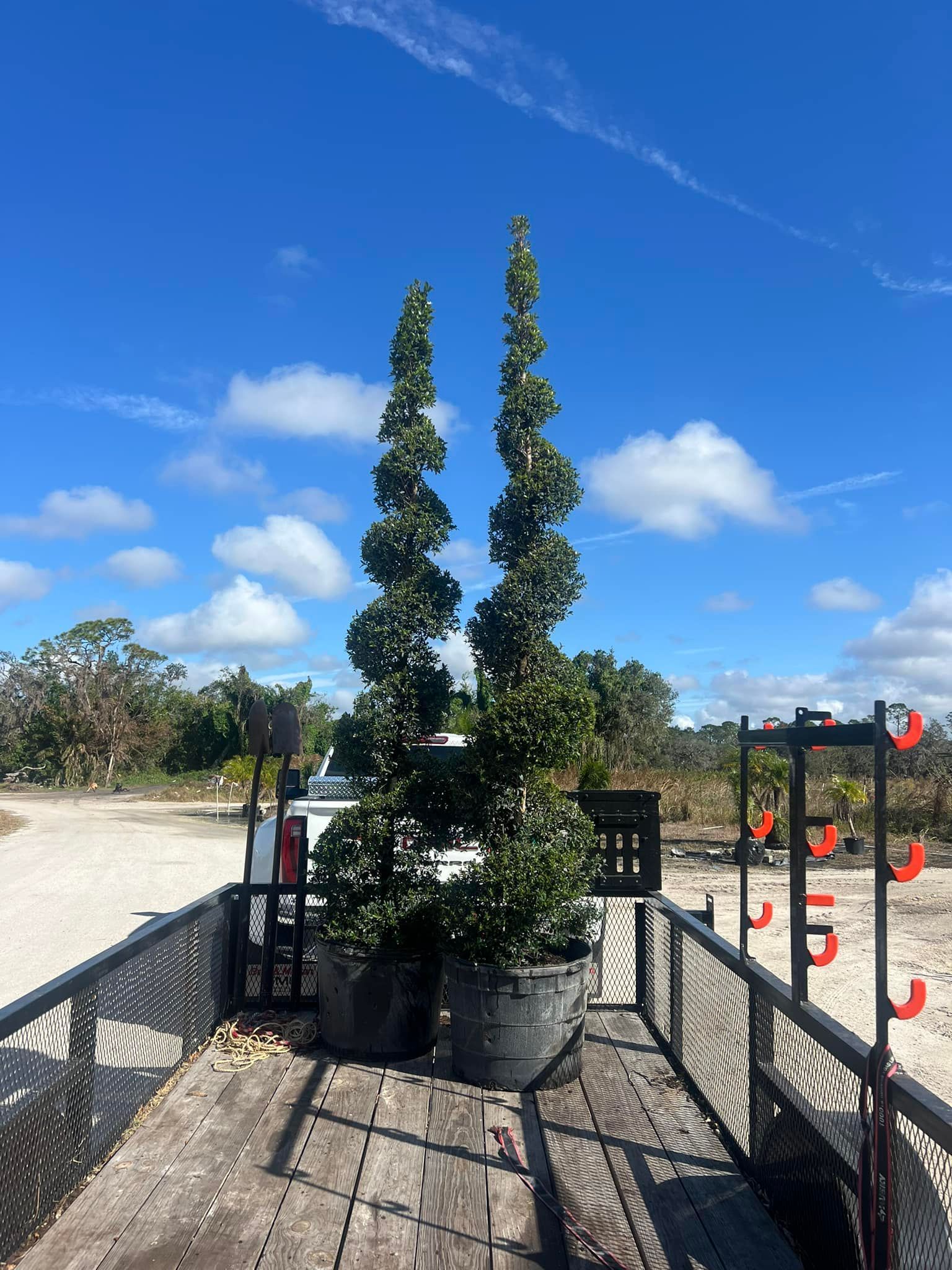 Two tall, spiral-shaped evergreen trees in black pots on a trailer under a blue sky.