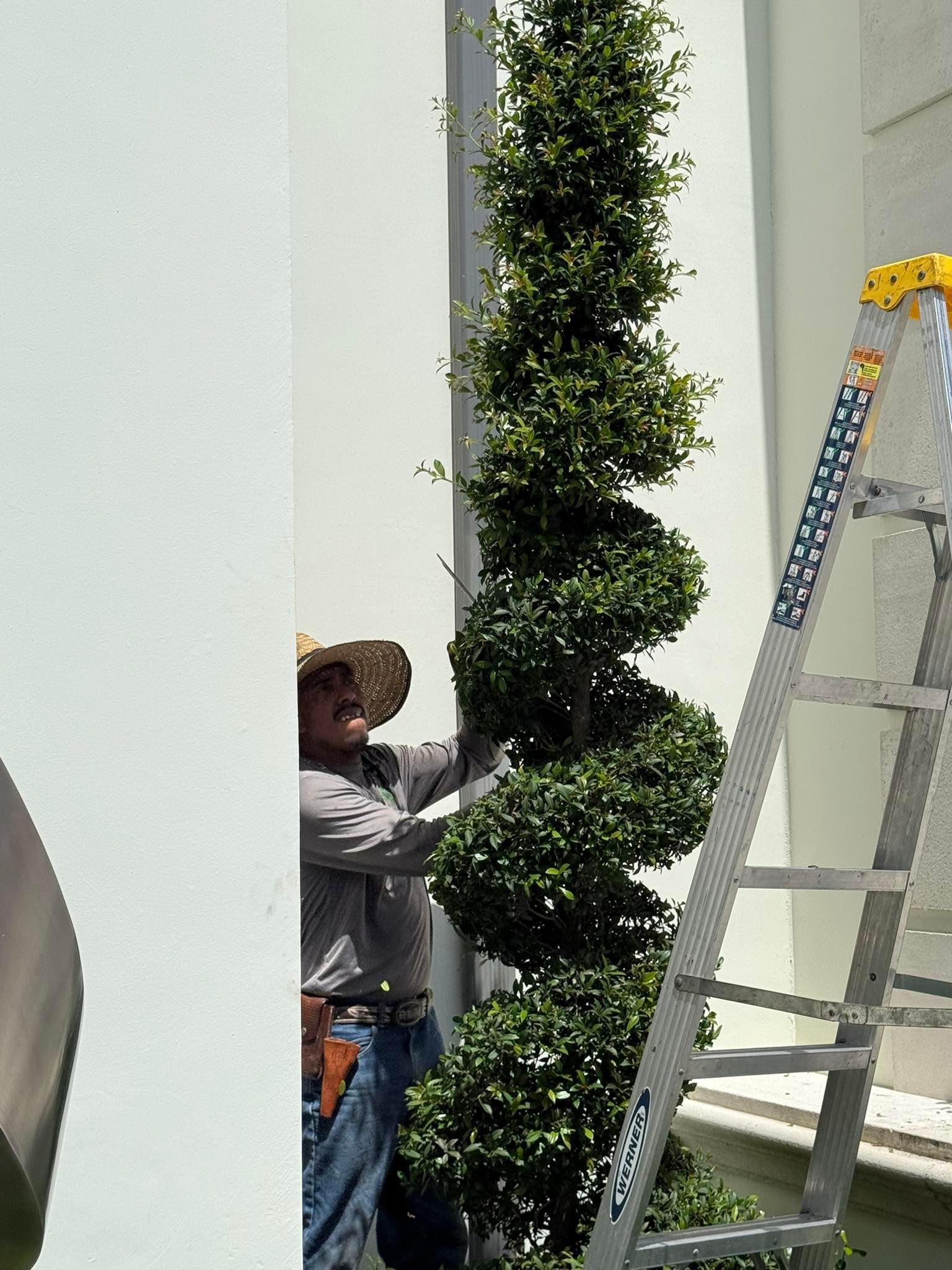 Man trimming a spiral-shaped topiary with a ladder against a white building.
