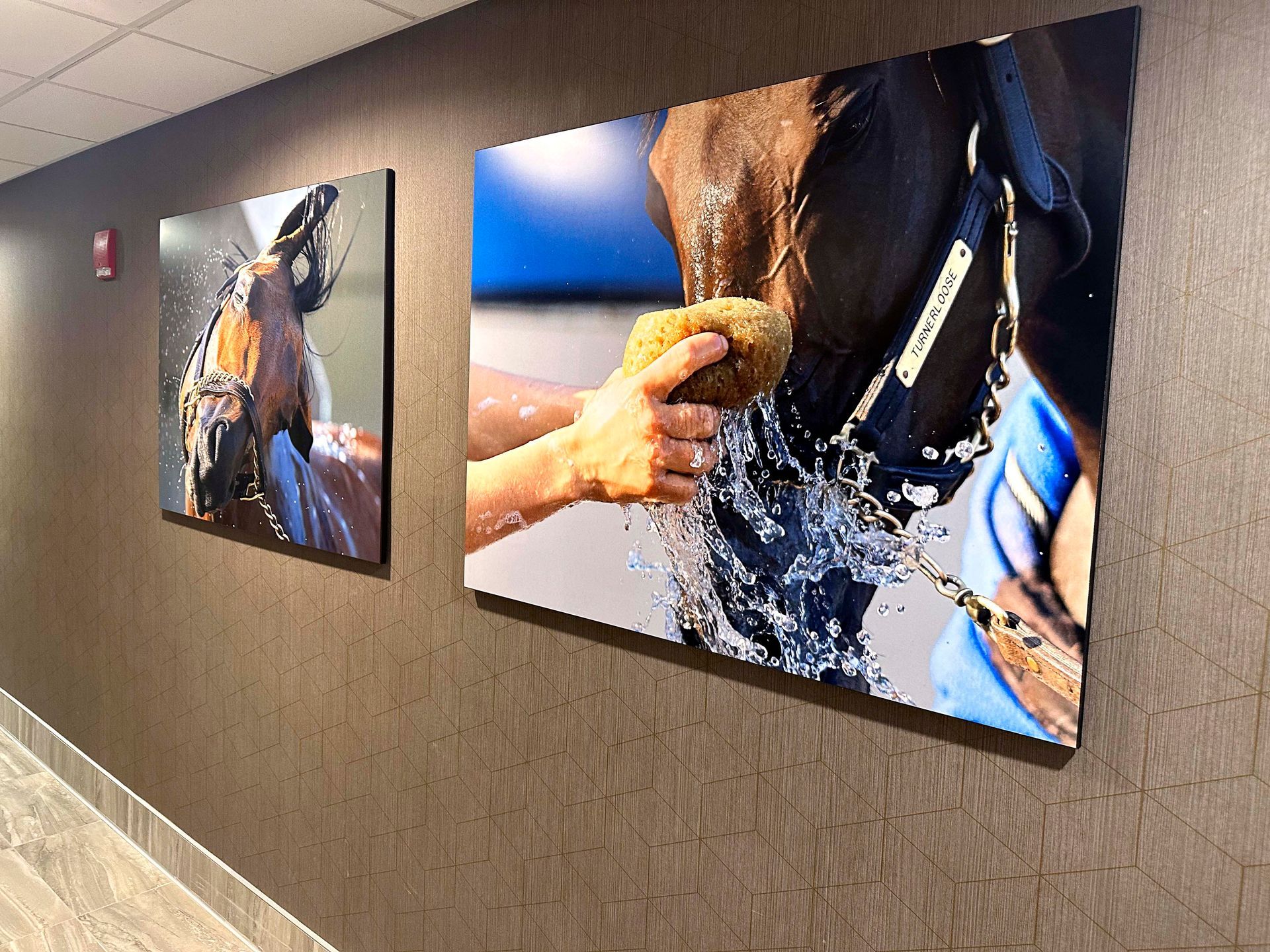 Two large framed photos of horses on a brown textured wall in a hallway. One horse is being washed, water splashing. The other is drinking.