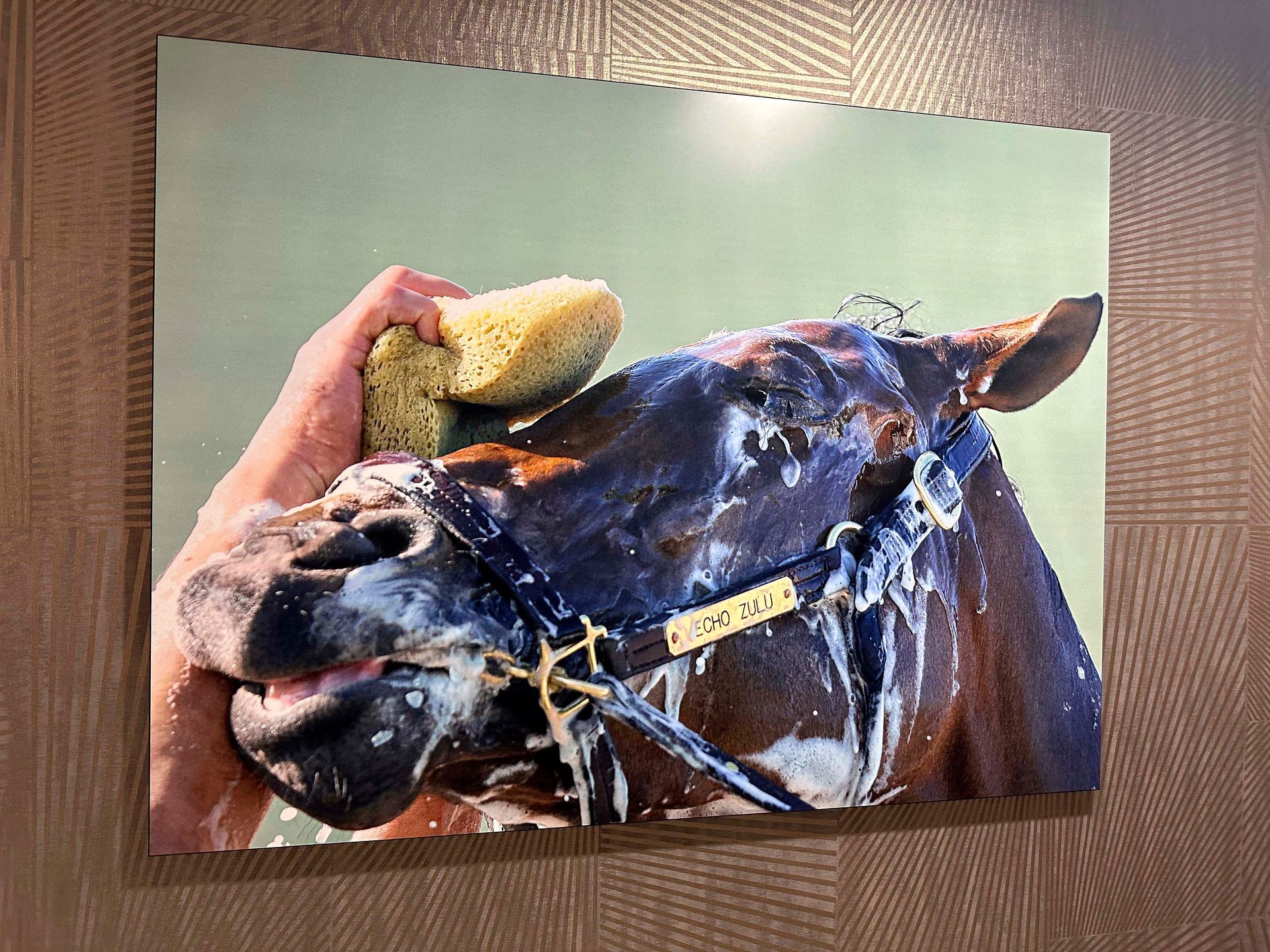 Horse being washed with soap, yellow sponge held by unseen person. Brown coat, white lather, brown walls.